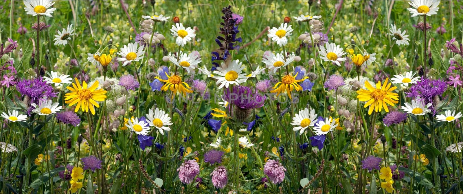 Wildblumenwiese, Blumenwiese