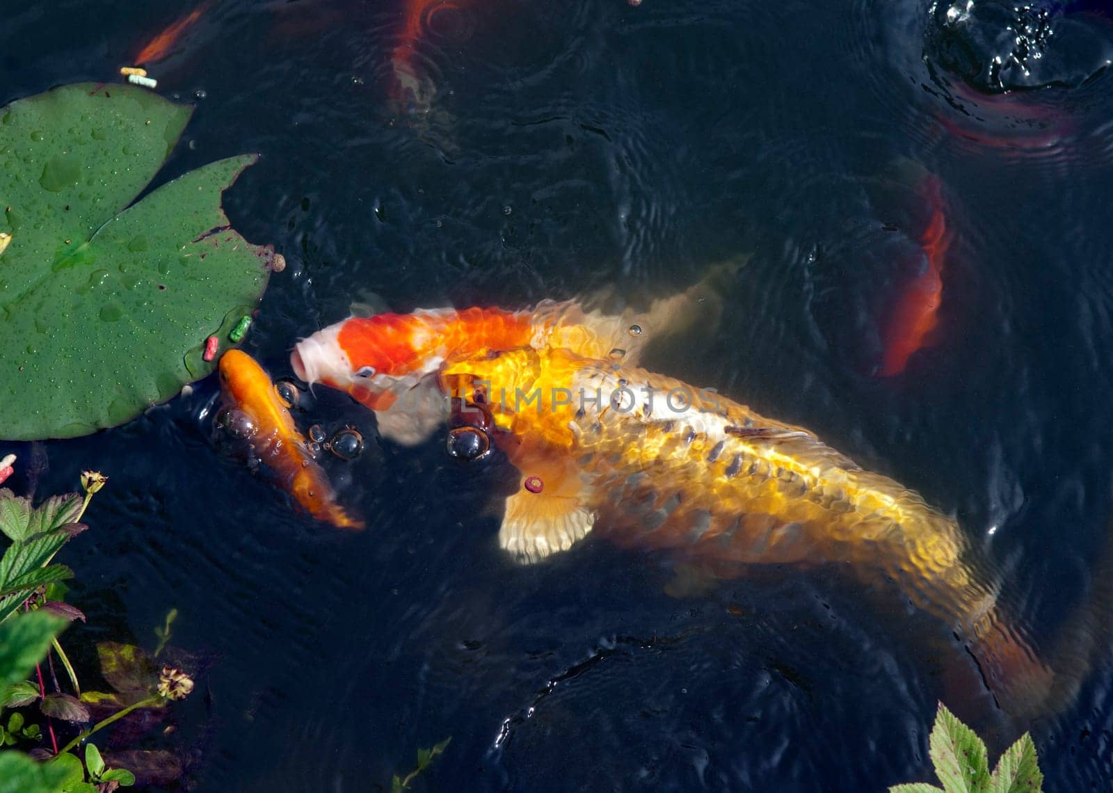 Kois, Brokatkarpfen Cyprinus Carpio