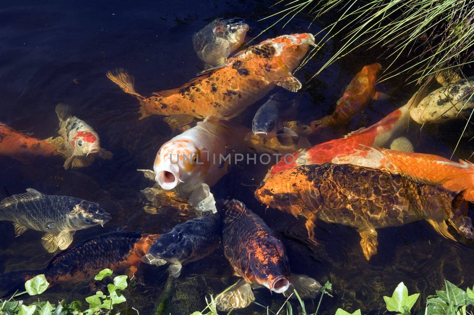 Kois, Brokatkarpfen Cyprinus Carpio