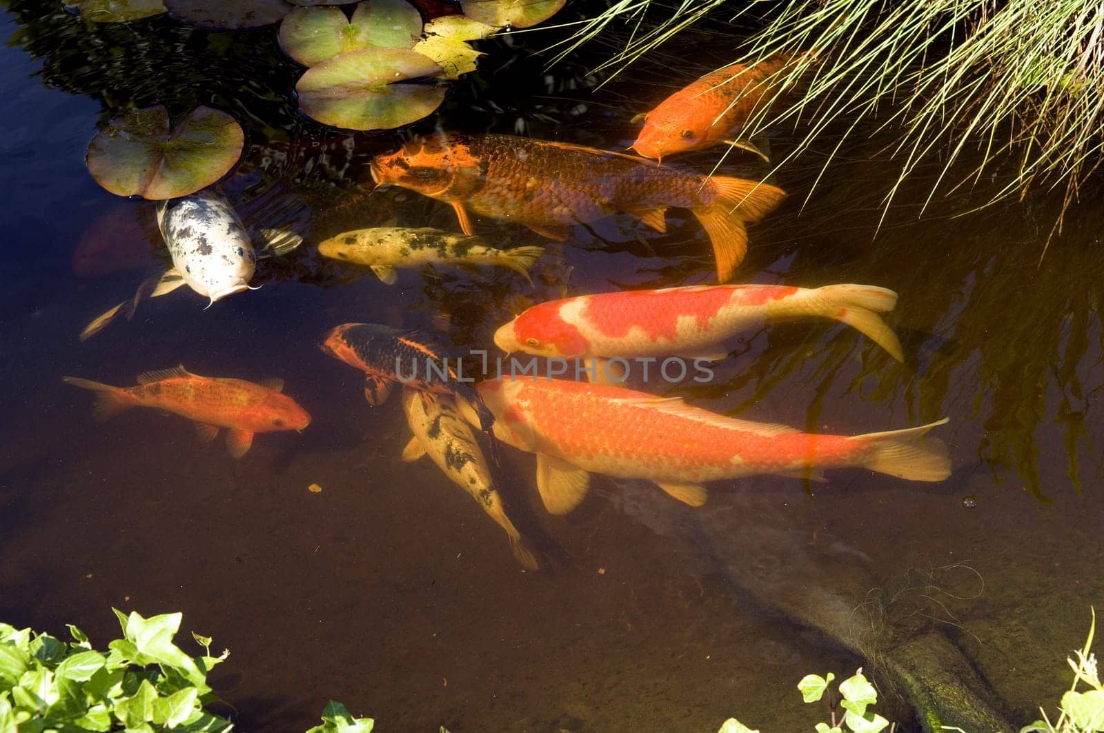 Kois, Brokatkarpfen Cyprinus Carpio