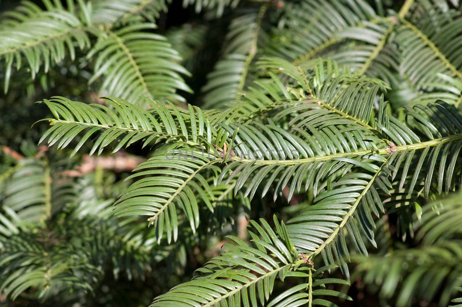 Kopfeibe, Pflaumeneibe, Cephalotaxus