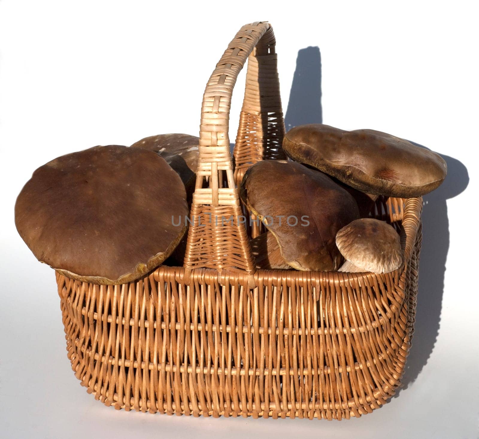 Steinpilz, Steinpilze, Boletus, edulis, Herrenpilz, Korb