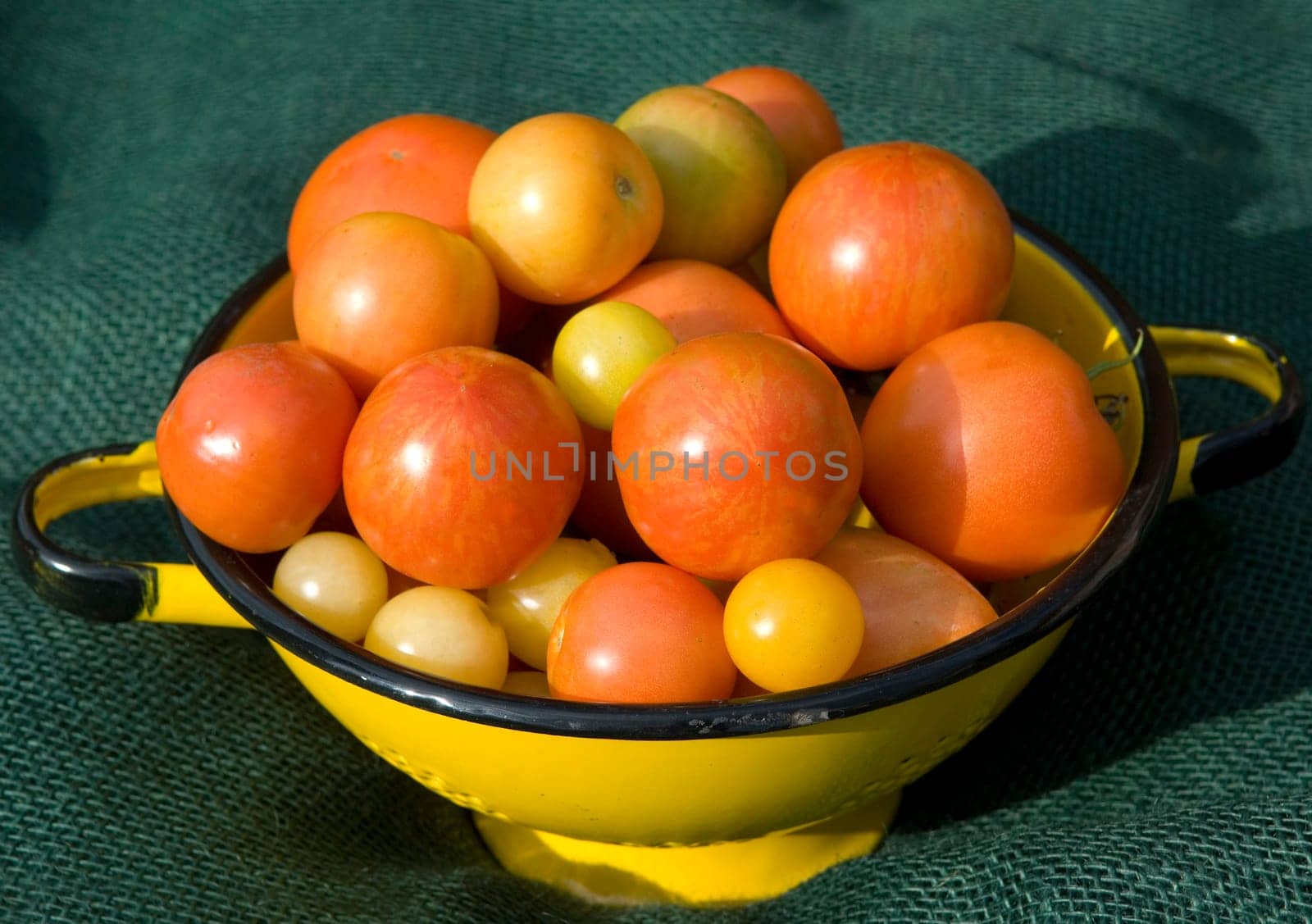 Korb mit Tomaten