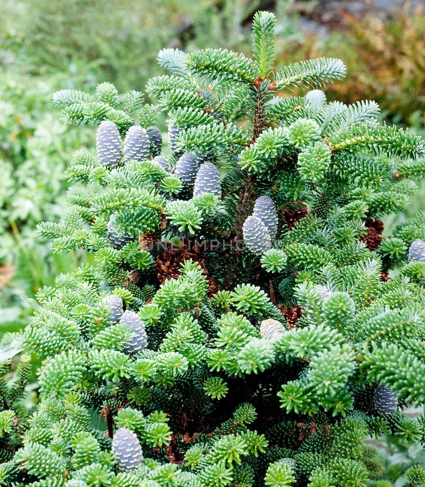Koreatanne, Tanne, Abies koreana