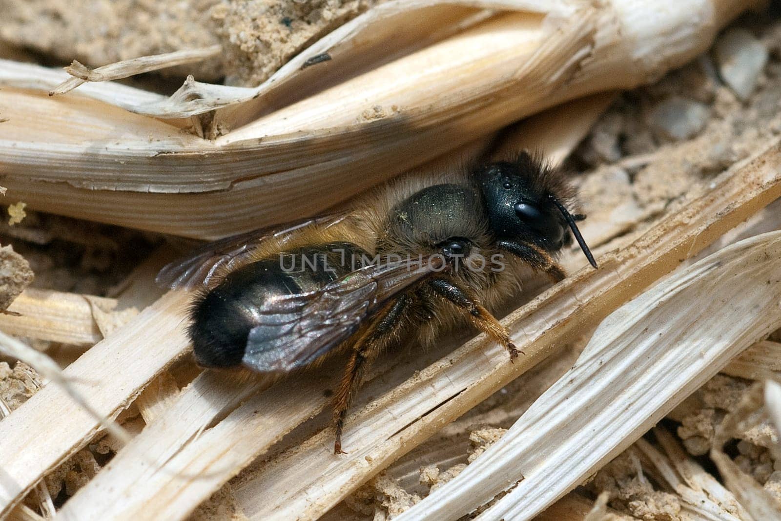 Wildbiene Loecherbienen