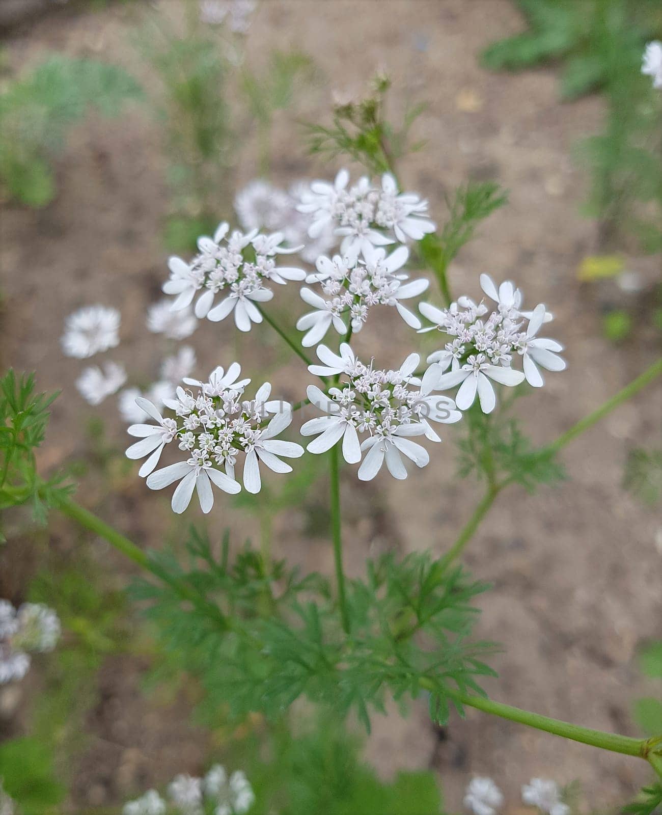 Koriander Coriandrum sativum Blueten, Gewuerzpflanze