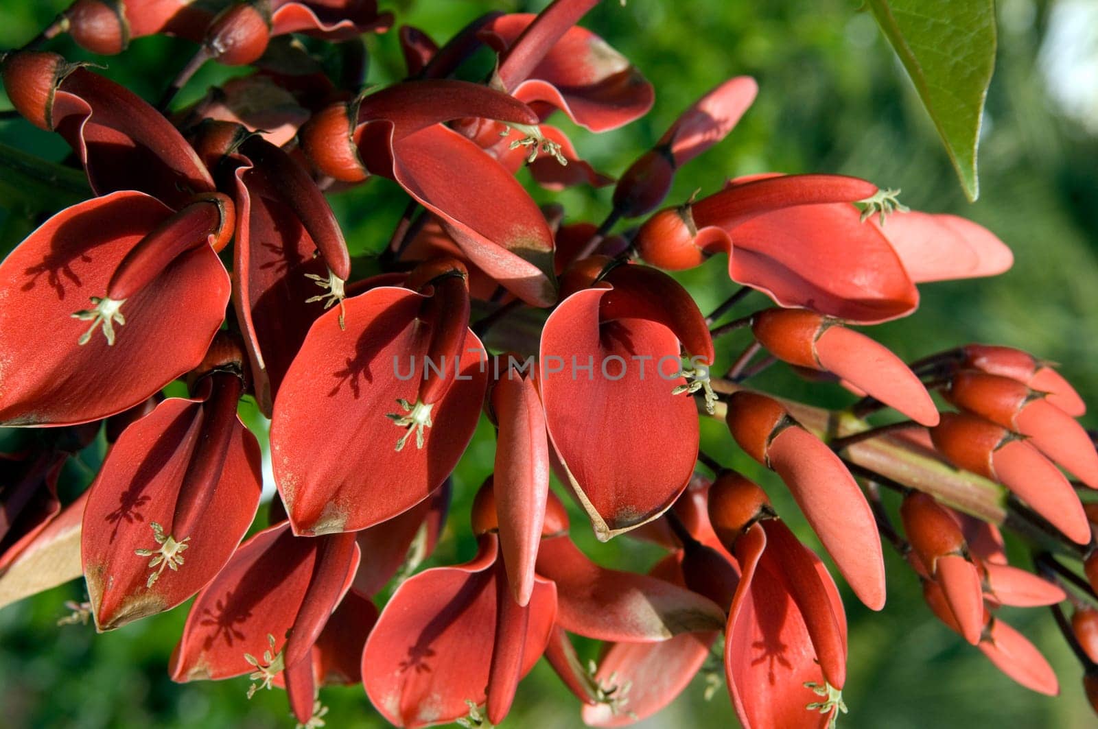Korallenstrauch Erythrina crista-galli