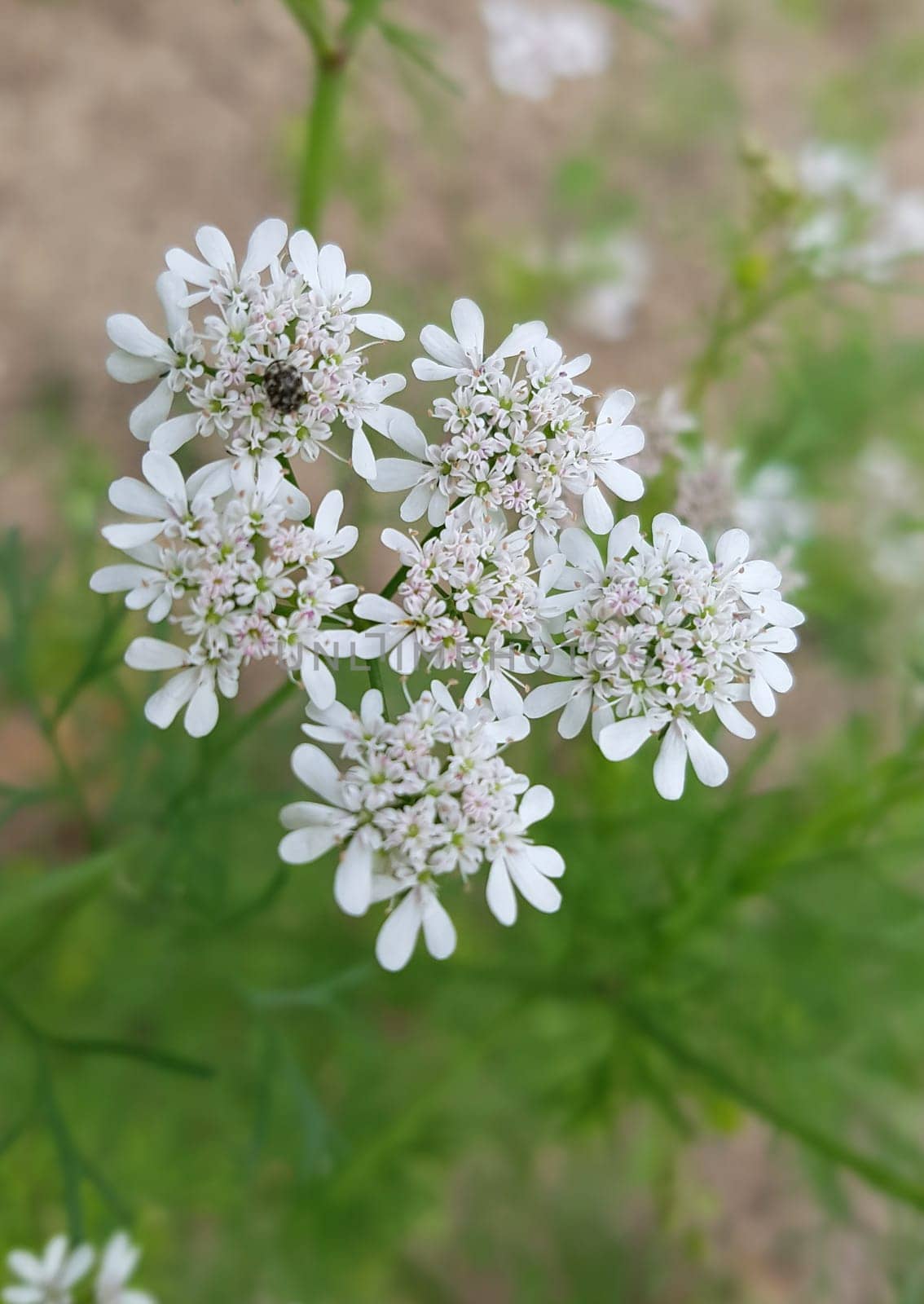 Koriander Coriandrum sativum Blueten, Gewuerzpflanze