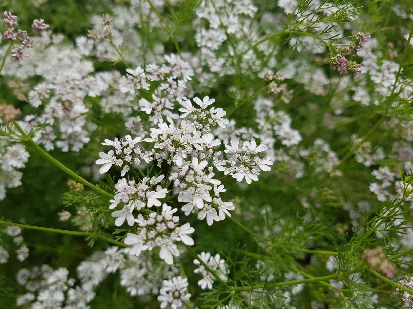 Koriander Coriandrum sativum Blueten, Gewuerzpflanze