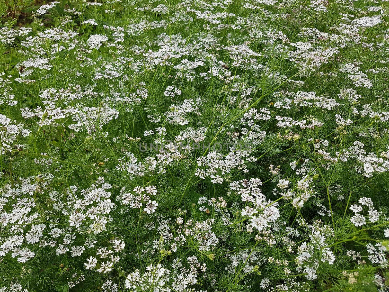 Koriander Coriandrum sativum Blueten, Gewuerzpflanze
