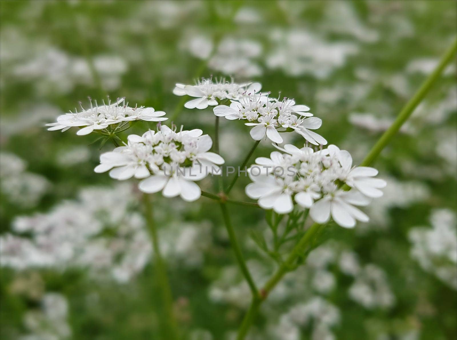 Koriander Coriandrum sativum Blueten, Gewuerzpflanze