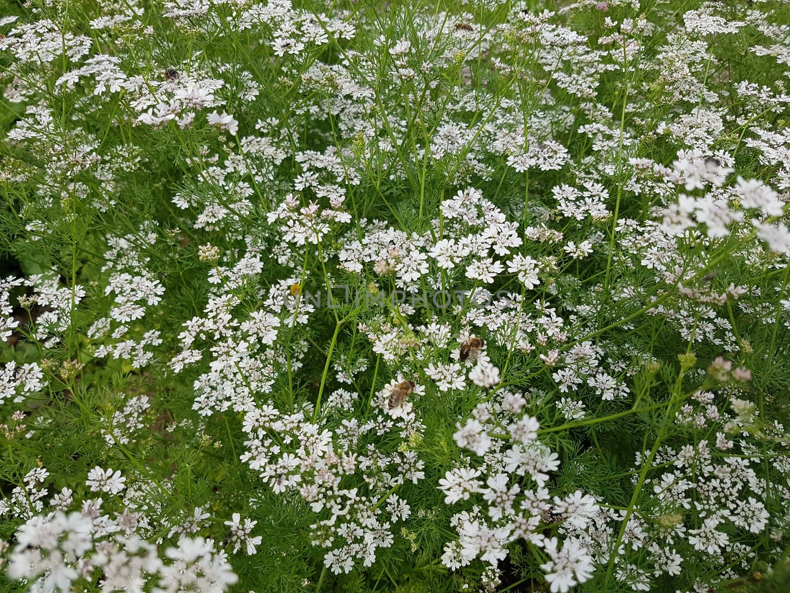 Koriander Coriandrum sativum Blueten, Gewuerzpflanze