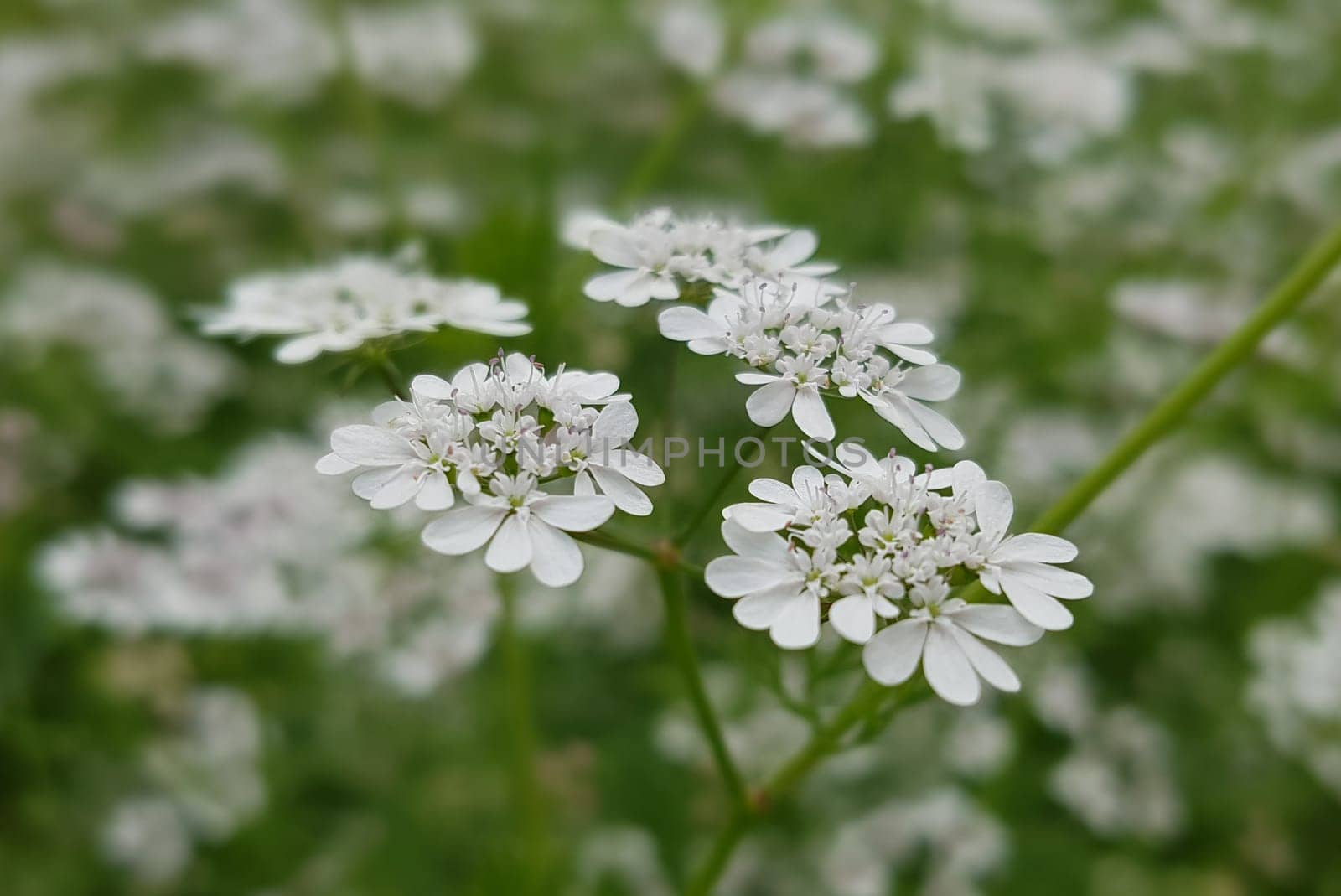 Koriander Coriandrum sativum Blueten, Gewuerzpflanze