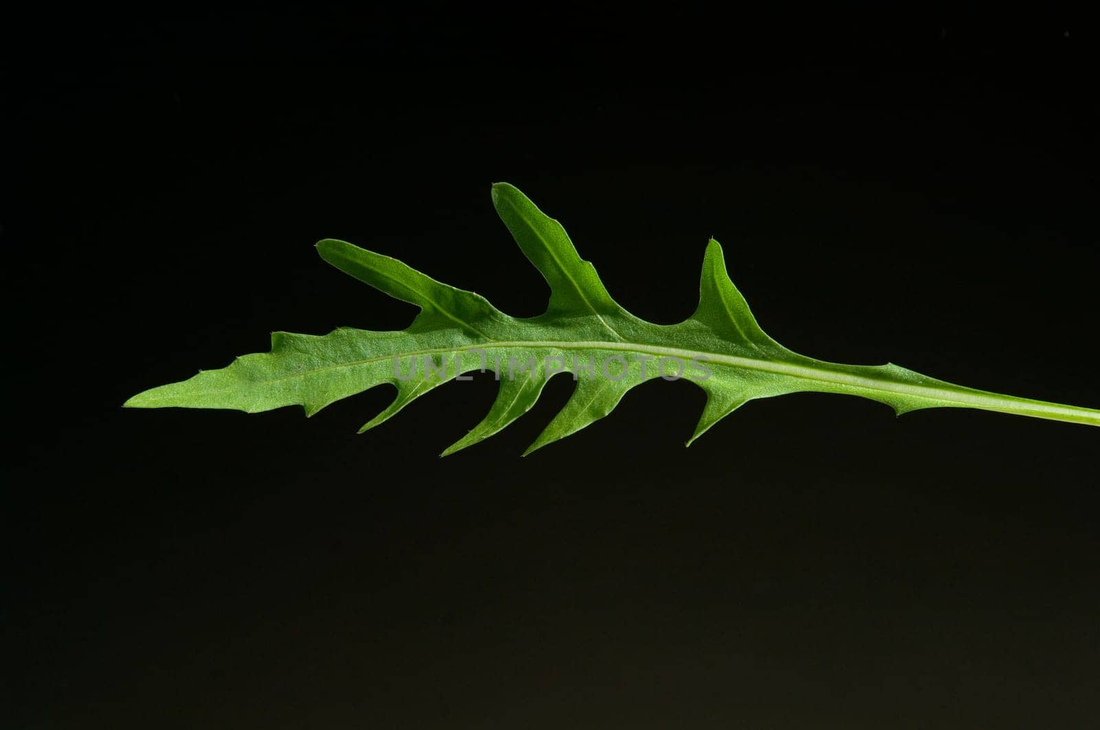 Wilde Rauke Rucola selvatica