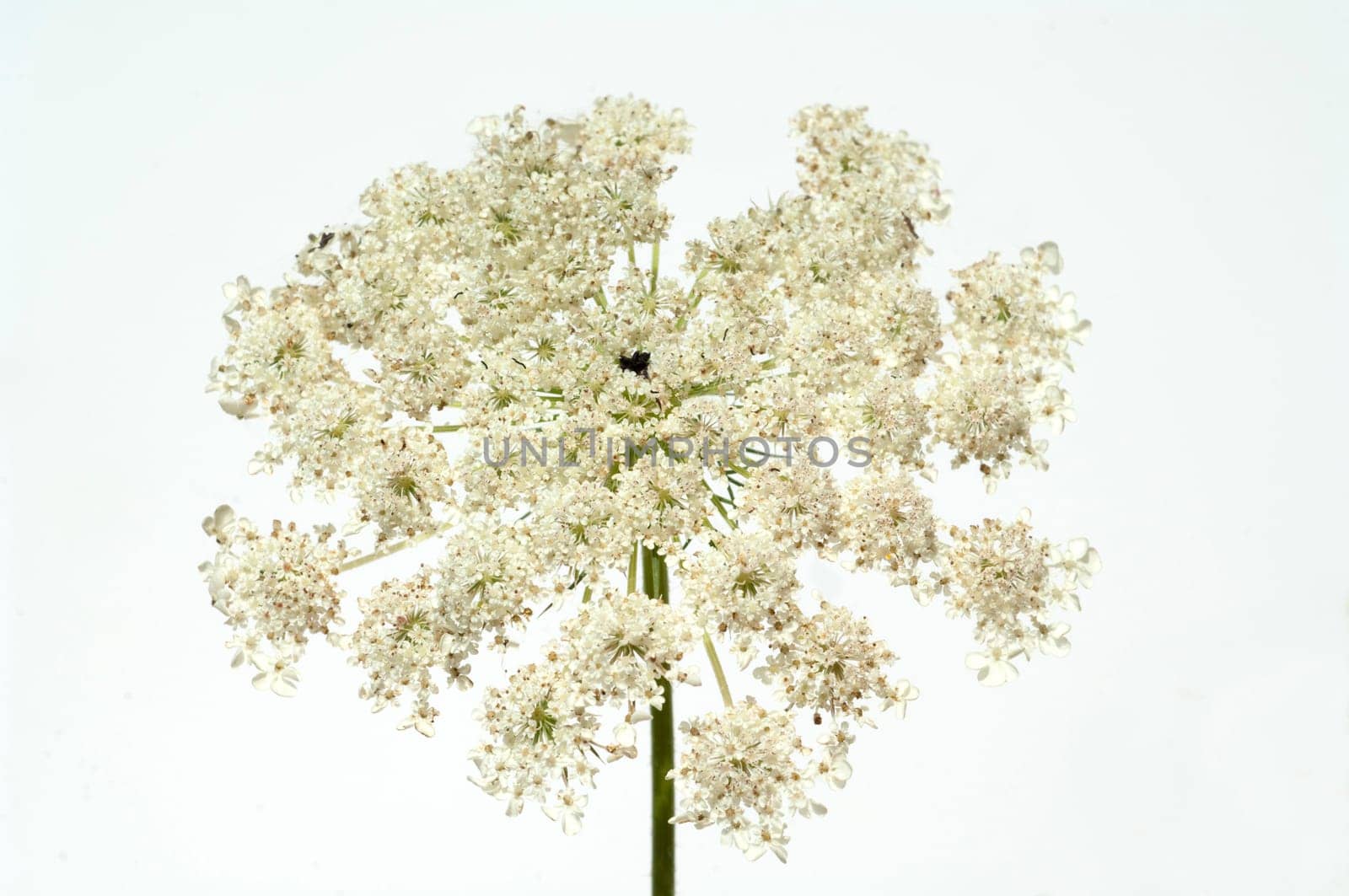 Wilde, Moehre Bluete Blueten Daucus Carota