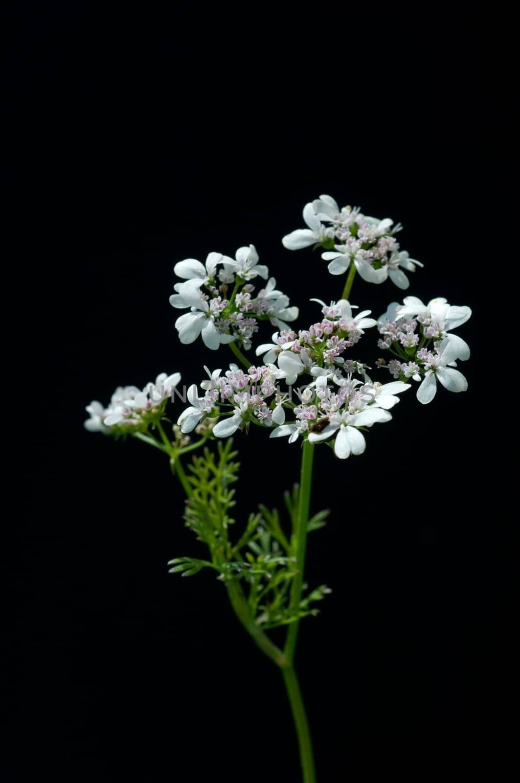 Koriander, Coriandrum sativum, Blueten