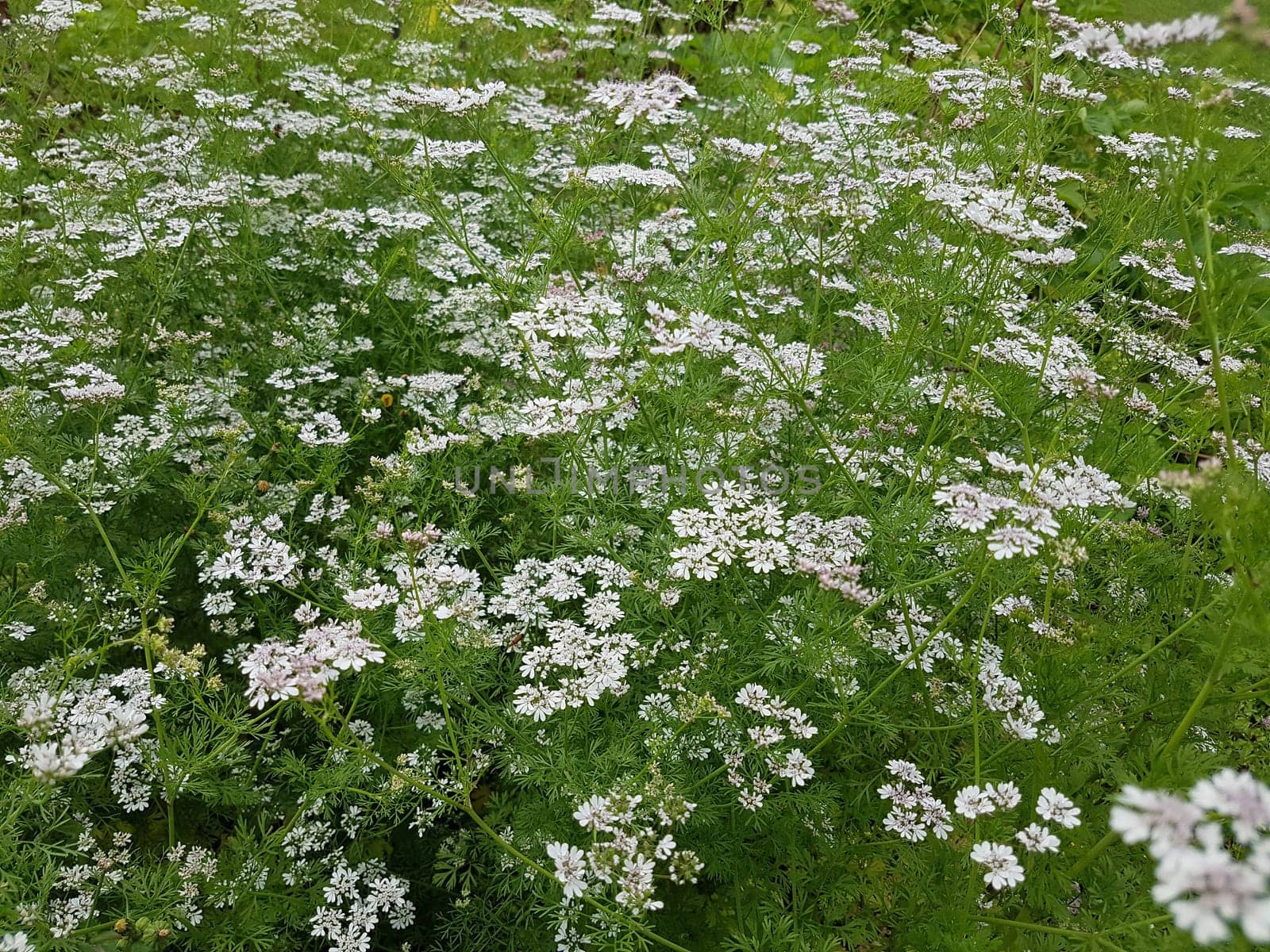 Koriander Coriandrum sativum Blueten, Gewuerzpflanze