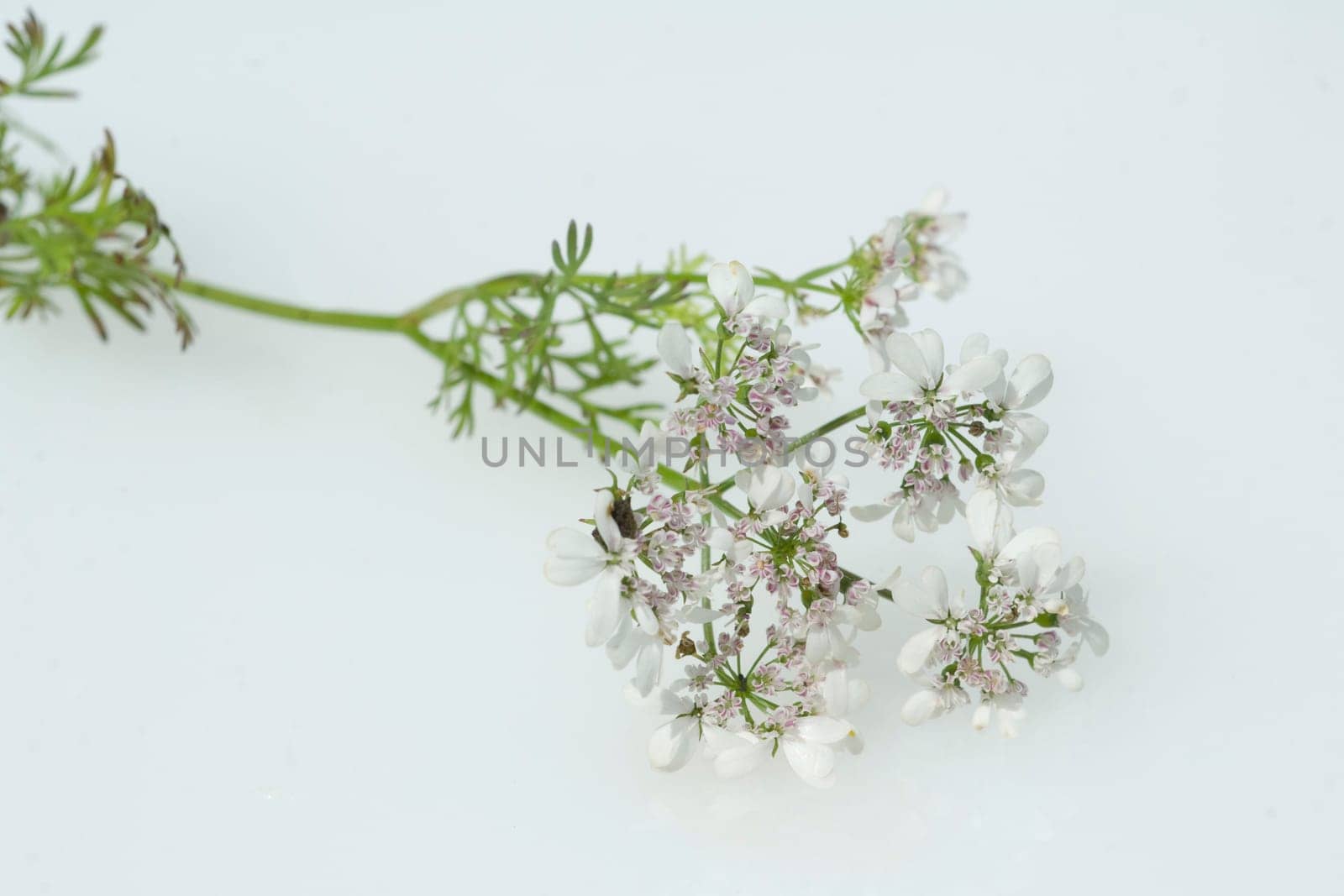 Korianderbluete, Korianderblatt, Koriander, Coriandrum sativum, Heilpflanzen