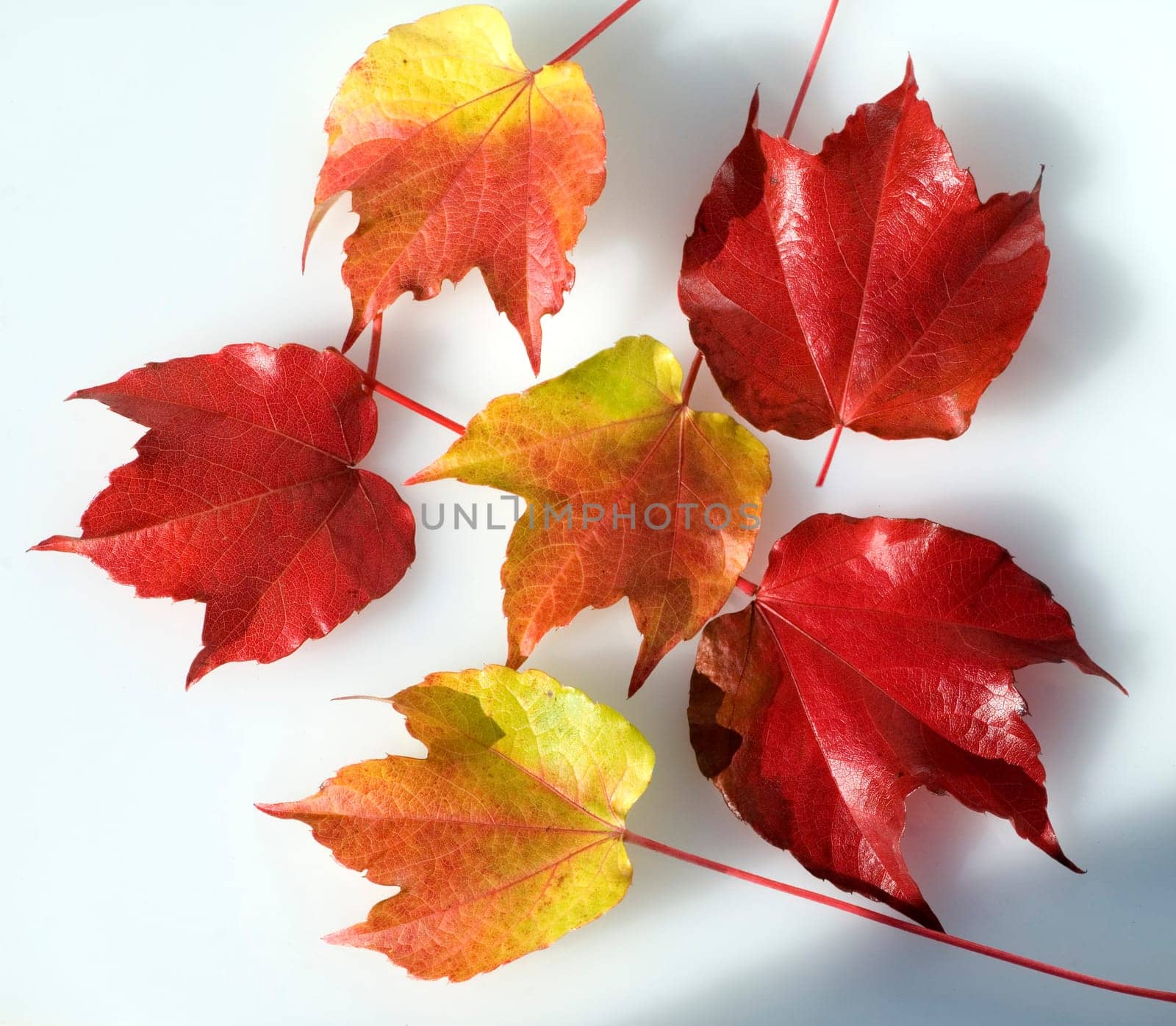 Wilder Wein, Herbst