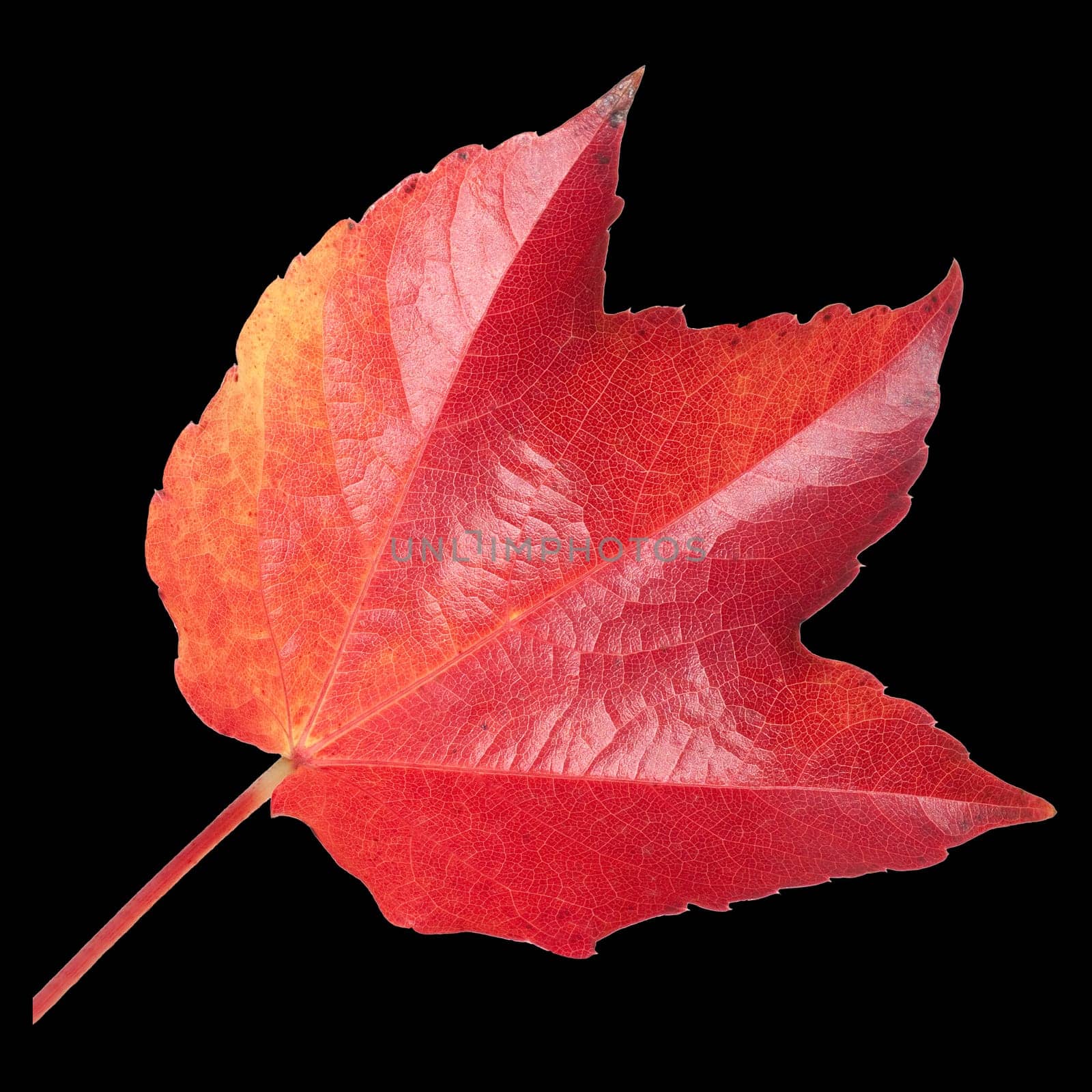 Wilder Wein, Parthenocissus quinquefolia, im herbst