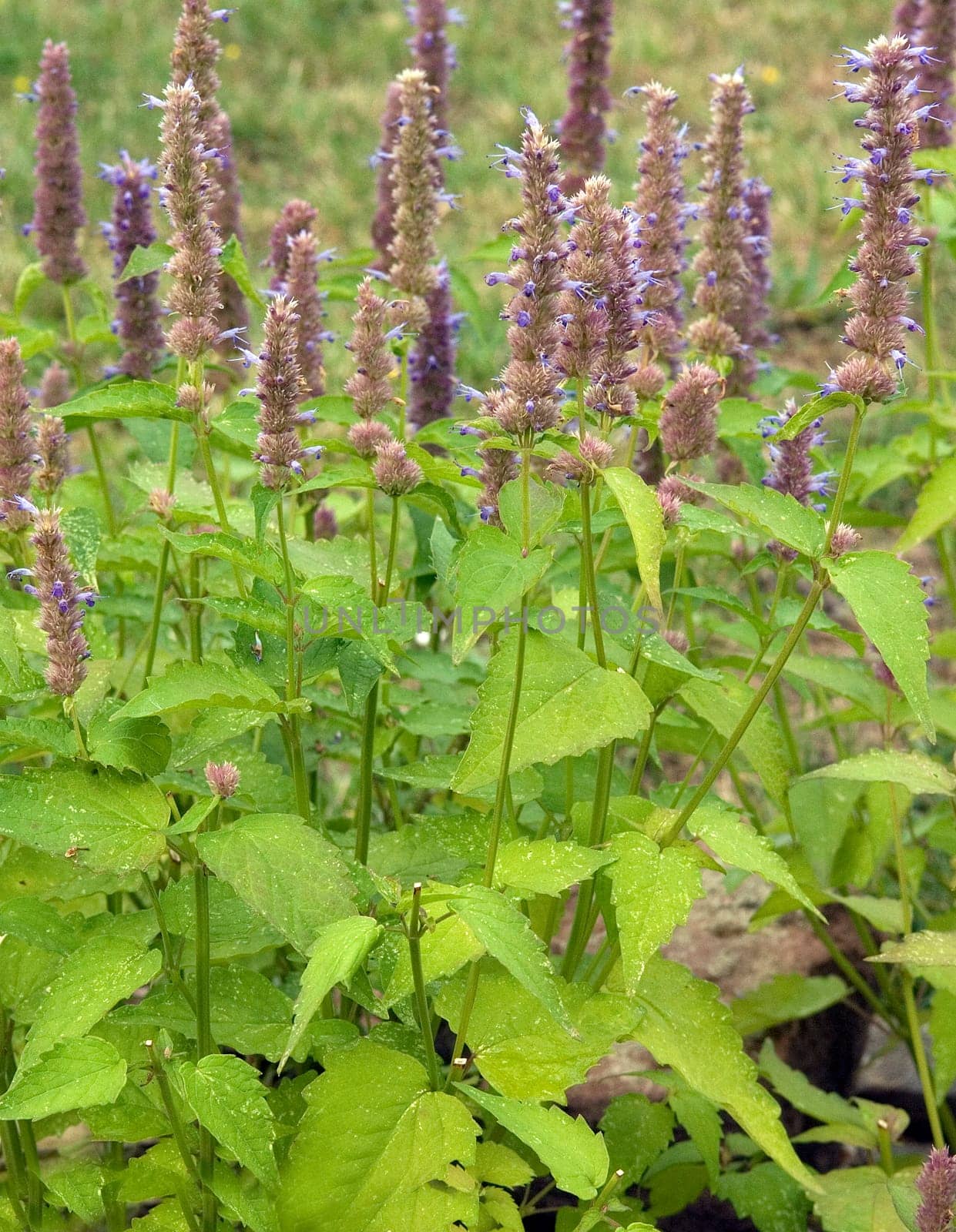 Koreanische Minze Duftnessel Agastache rugosa