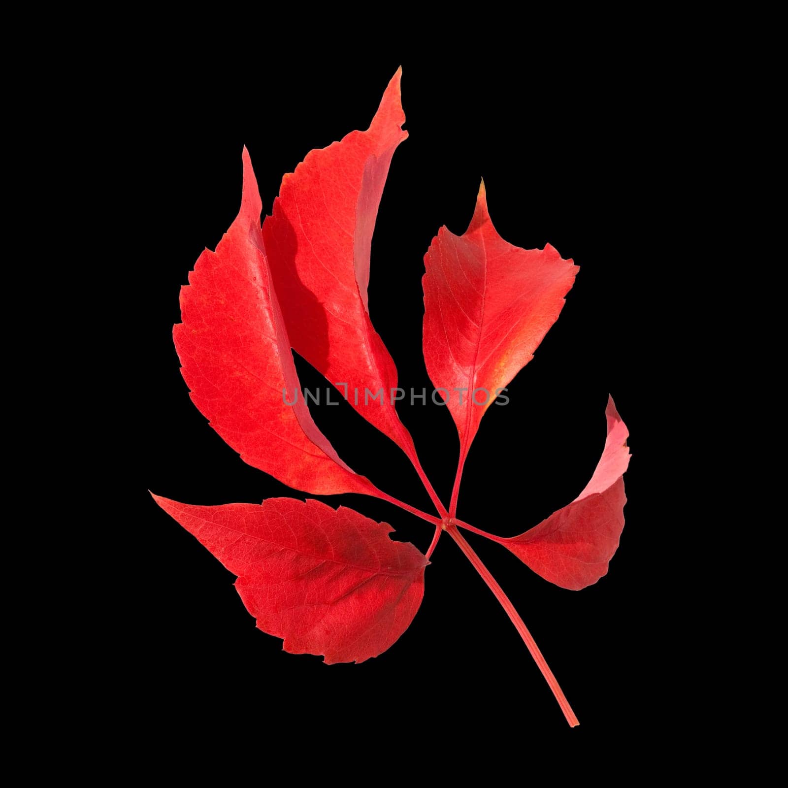 Wilder Wein, Parthenocissus quinquefolia, im herbst