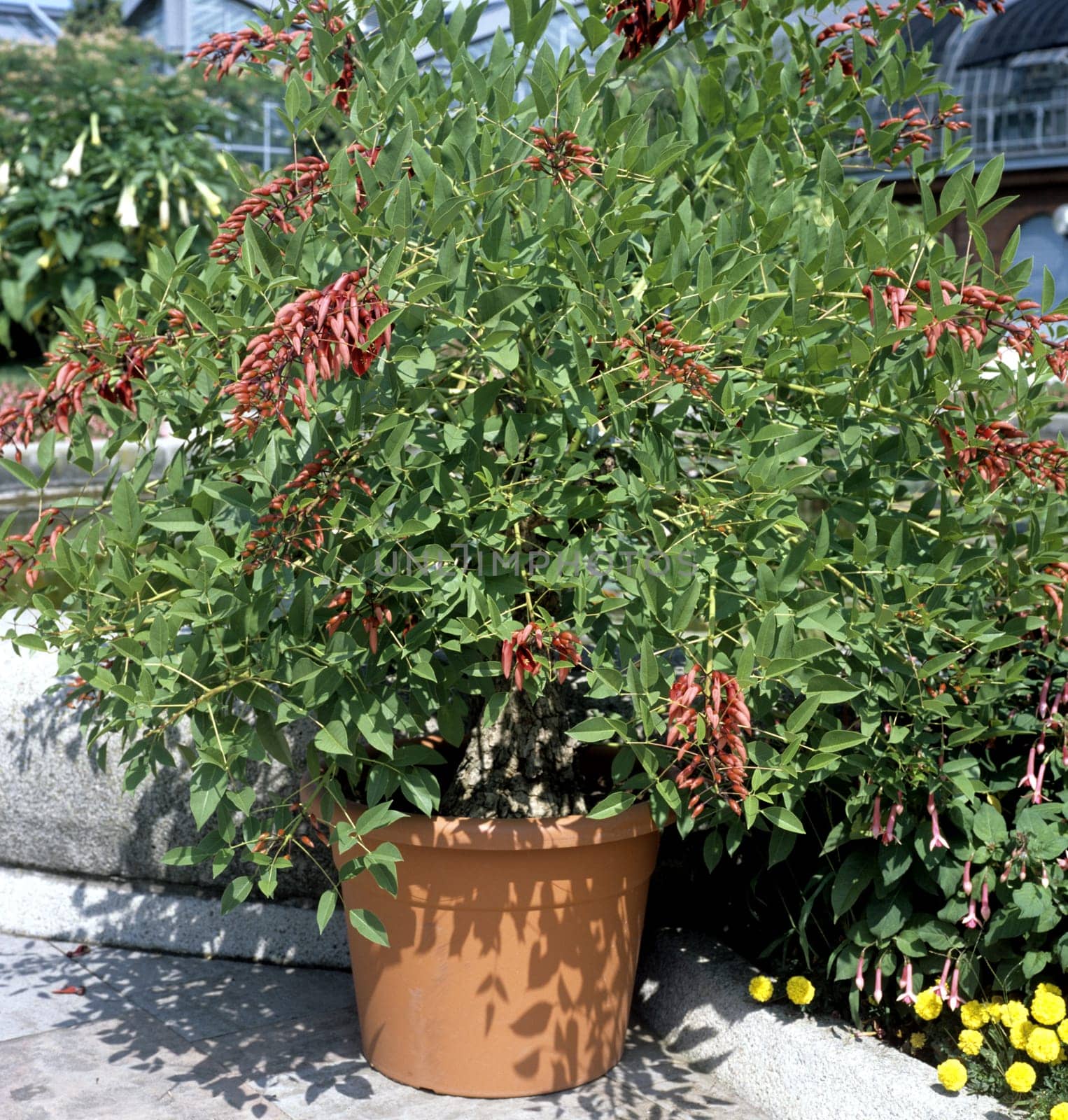 Korallenstrauch Erythrina crista-galli