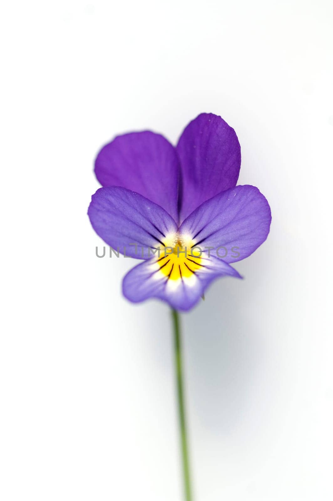 Stiefmuetterchen, Viola, tricolor