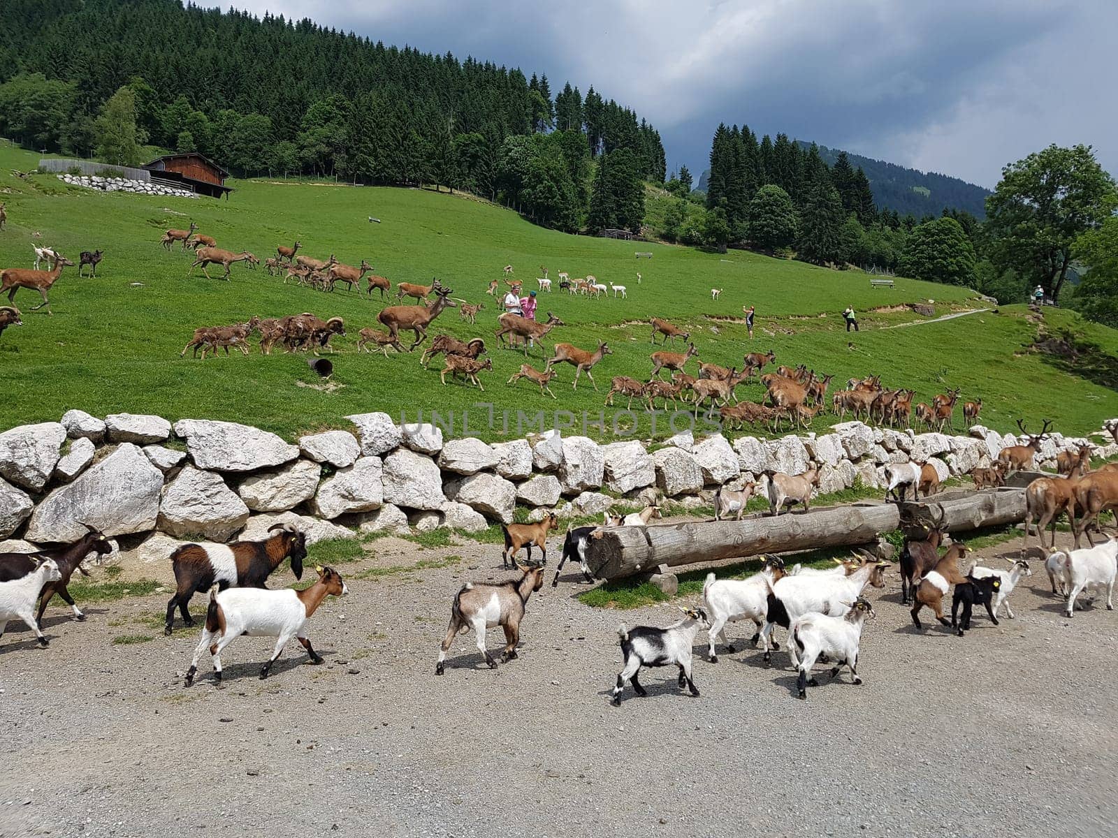 Wildfuetterung, Rothirsch, Cervus elaphus, Hirsch, Sikahirsch, Sikawild, Sika, Cervus nippon, Ziegen