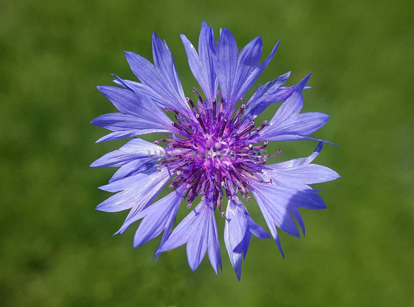 Kornblume Centaurea cyanus