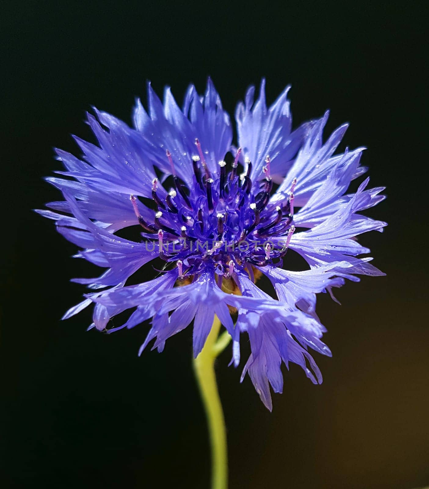 Kornblume Centaurea cyanus, Heilpflanze