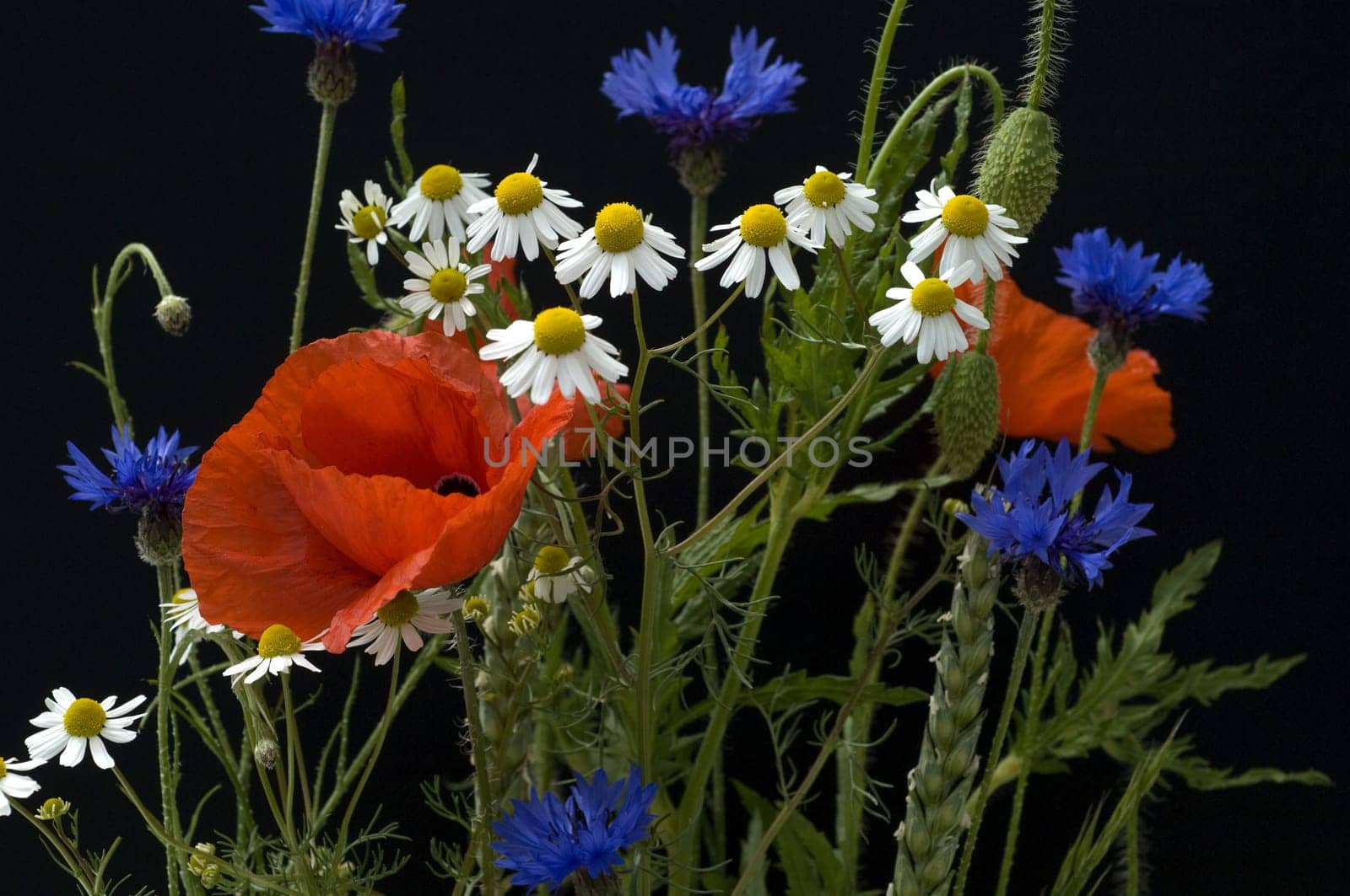 Wildpflanzen, Klatschmohn, Kornblumen, Kamille