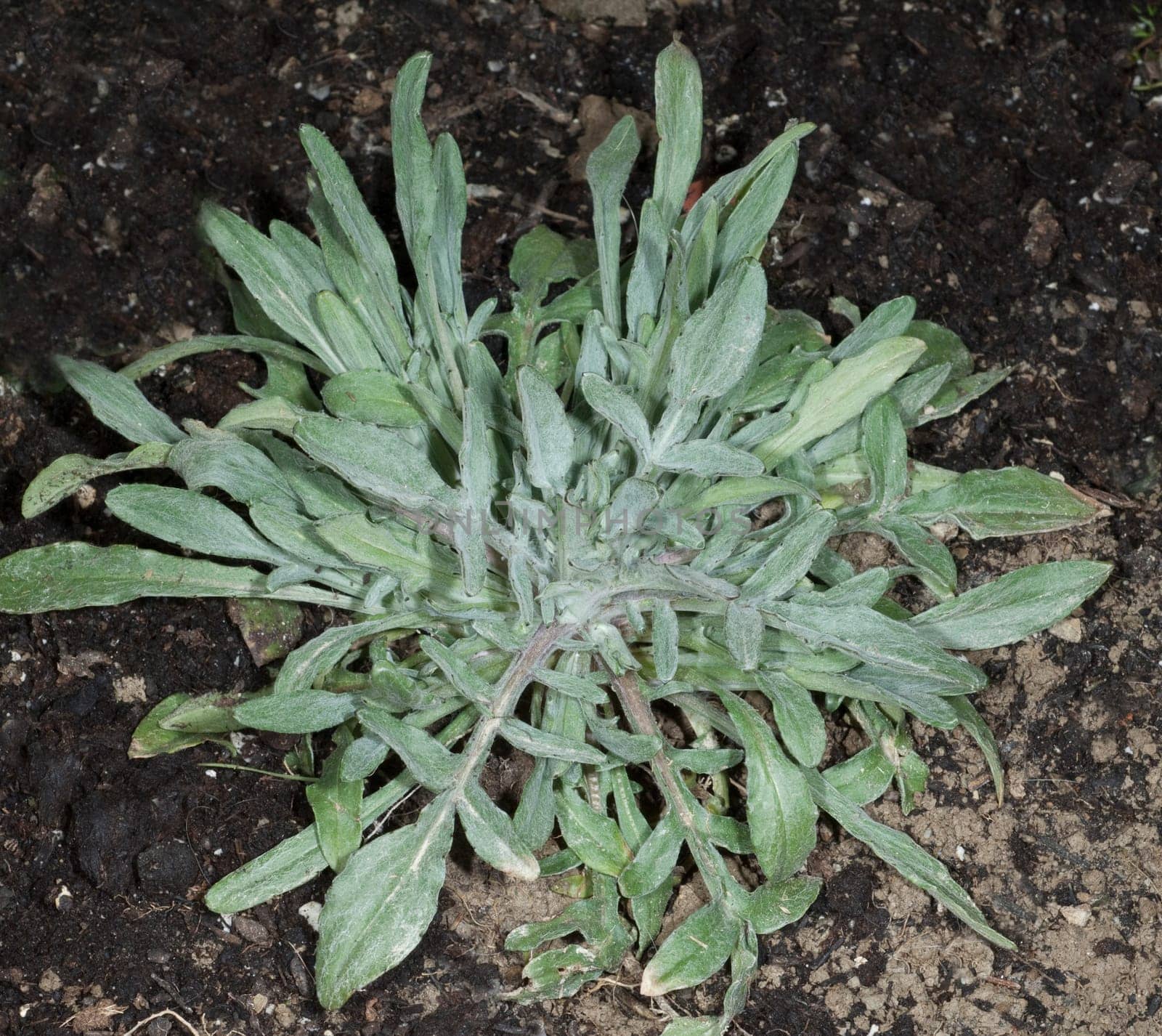 Kornblume Centaurea cyanus Keimling, Sproessling