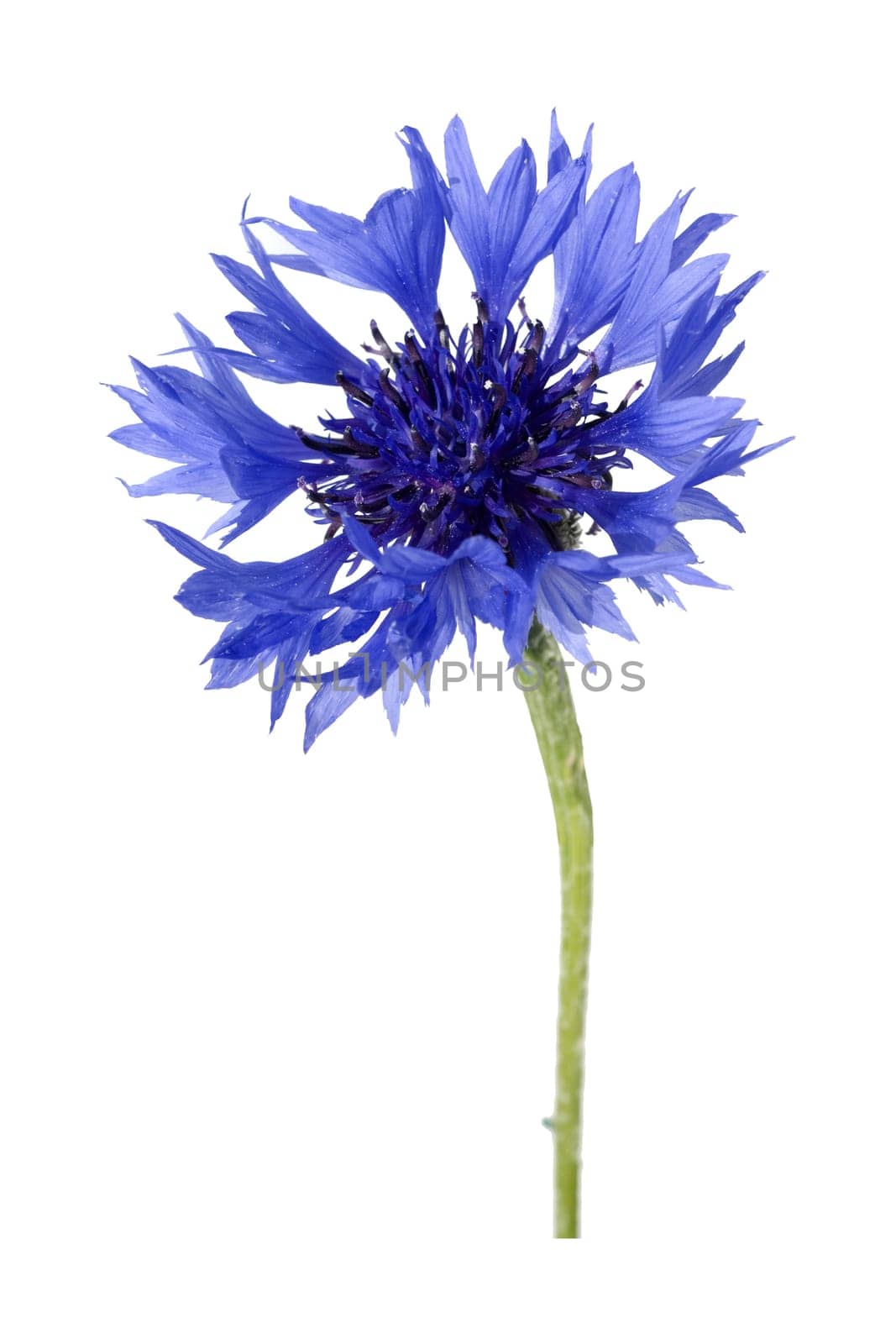 Kornblume Centaurea cyanus