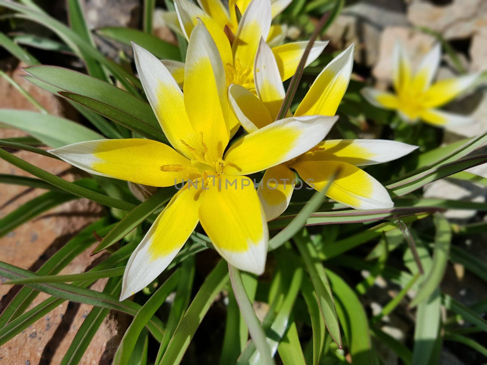Wildtulpe Tulipa tarda