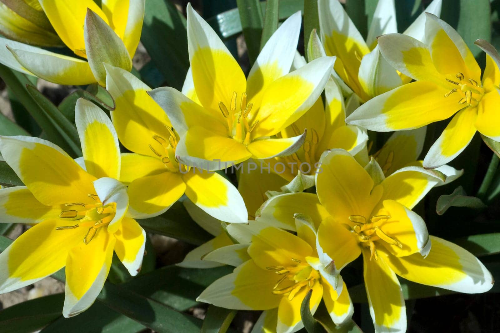 Wildtulpen  Tarda