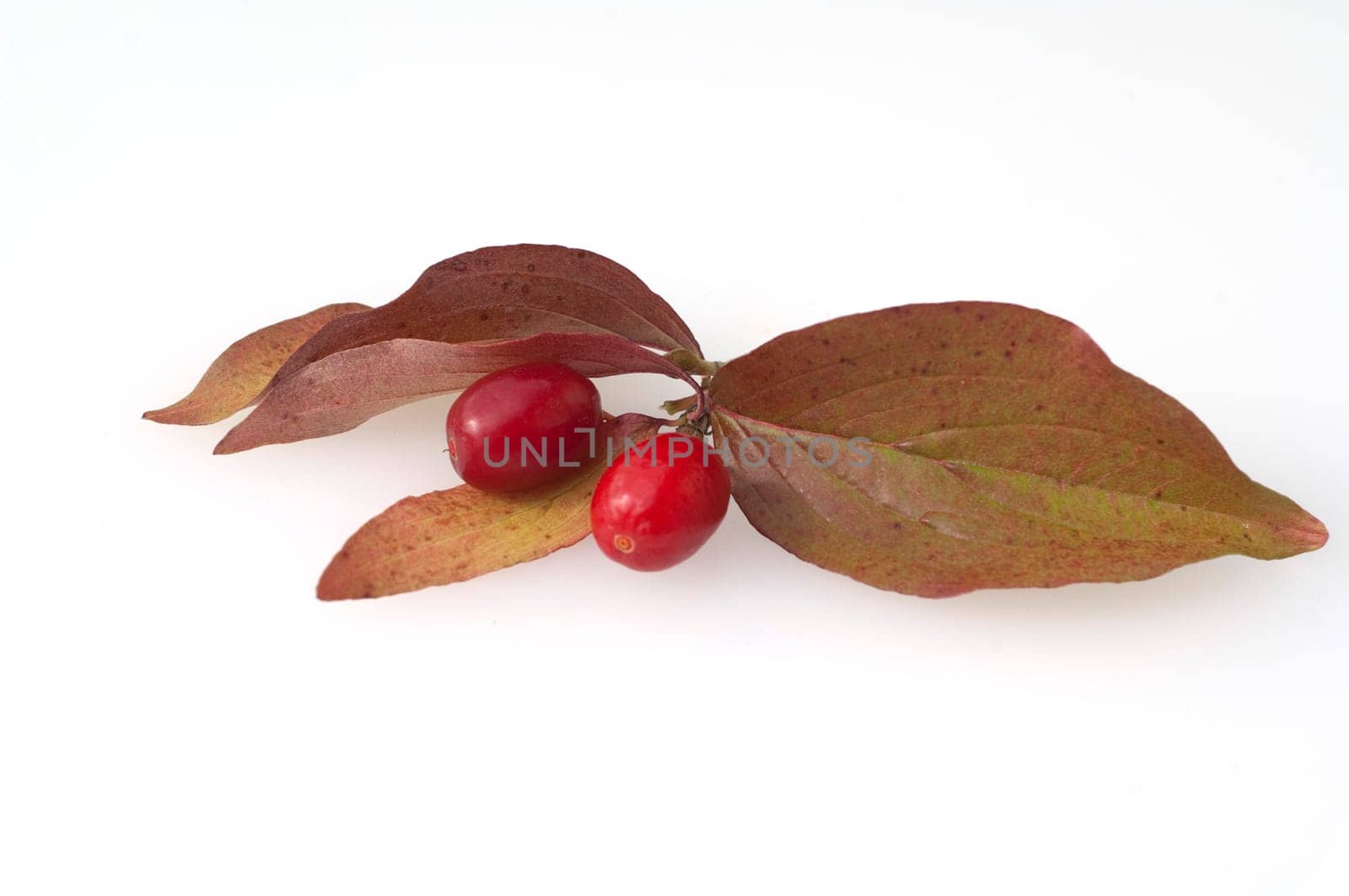 Kornelkirschen, Cornus mas