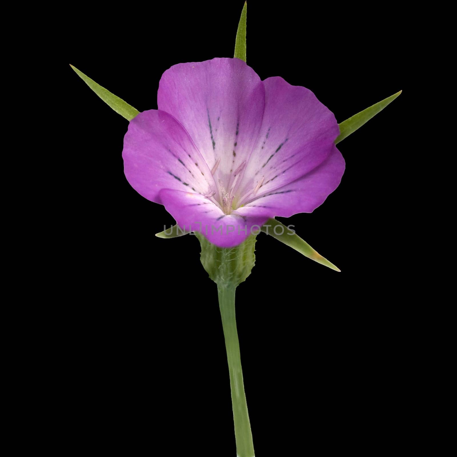 Kornrade  Agrostemma, githago