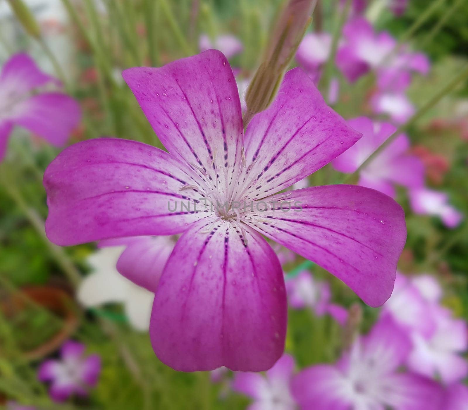 Kornrade  Agrostemma, githago, Heilpflanze