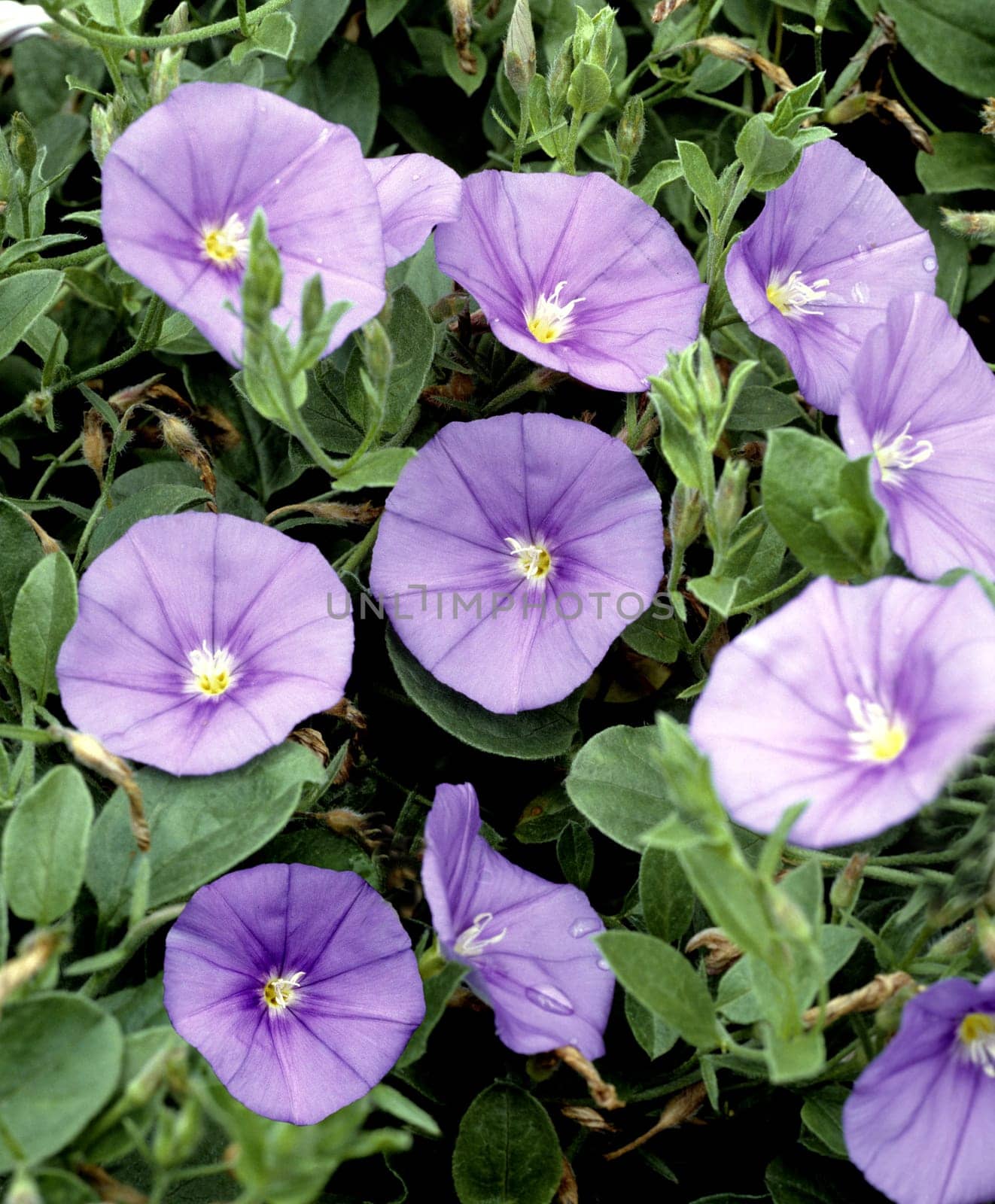 Winde  Convolvulus sabatius