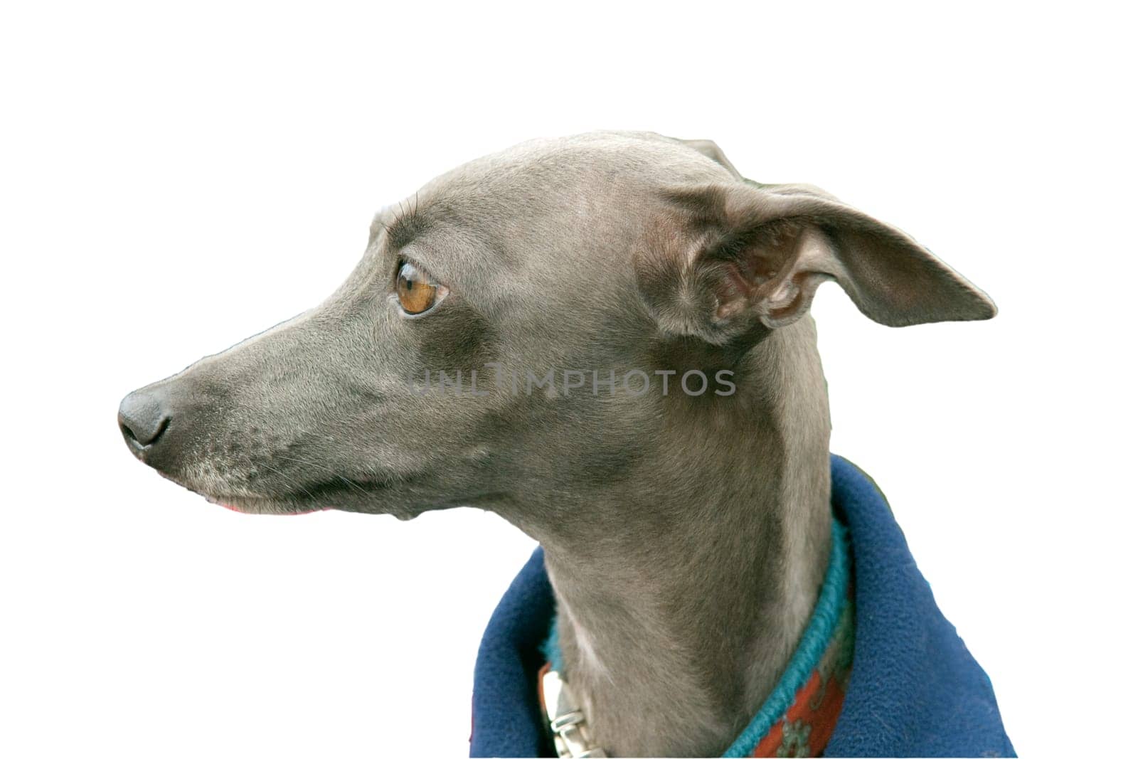 Greyhound, Windhund
