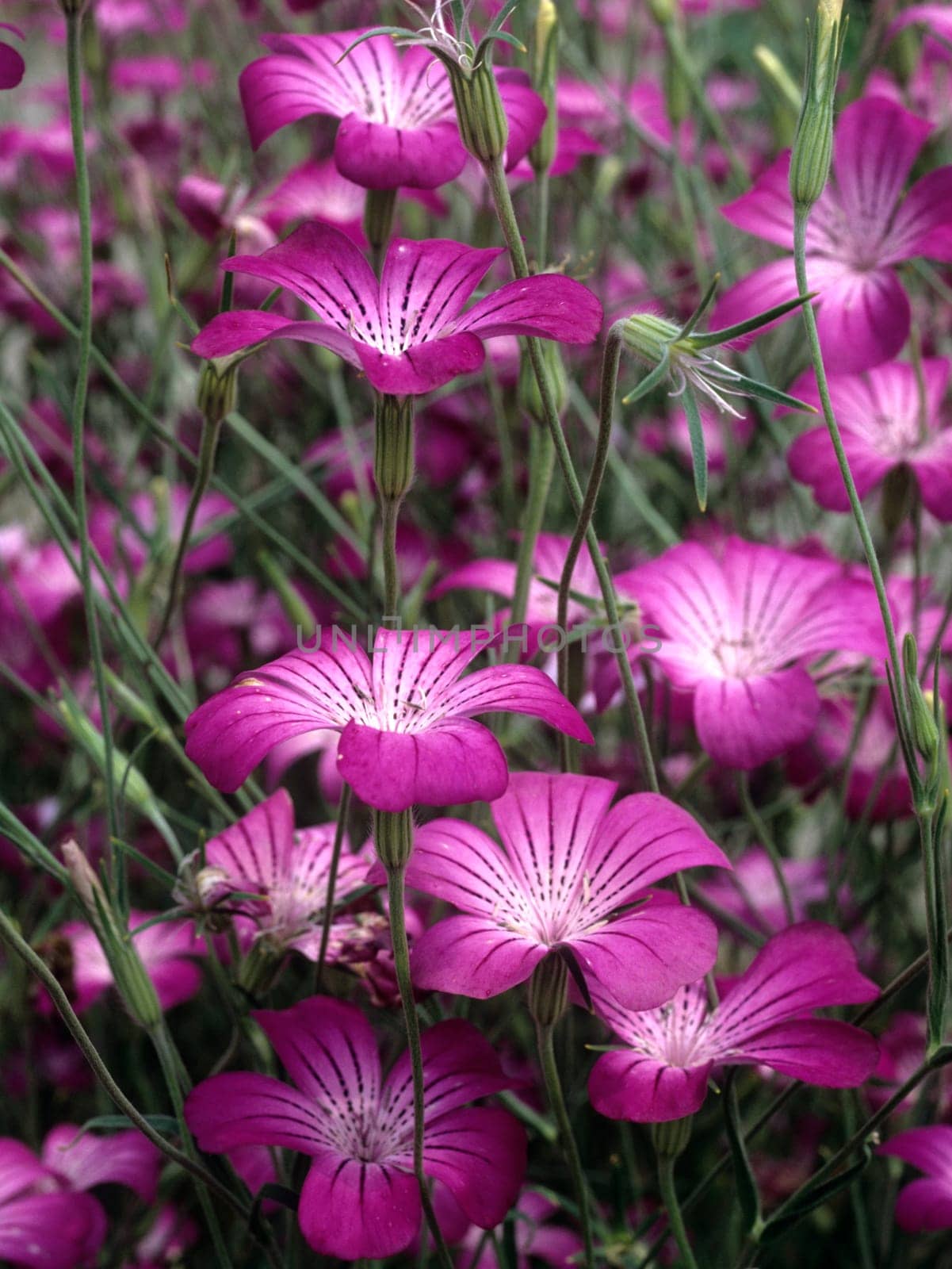 Kornrade  Agrostemma githago