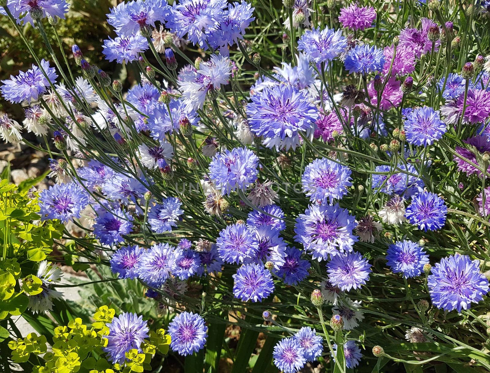 Kornblume  Centaurea  cyanus  Ackerpflanze, Heilpflanze