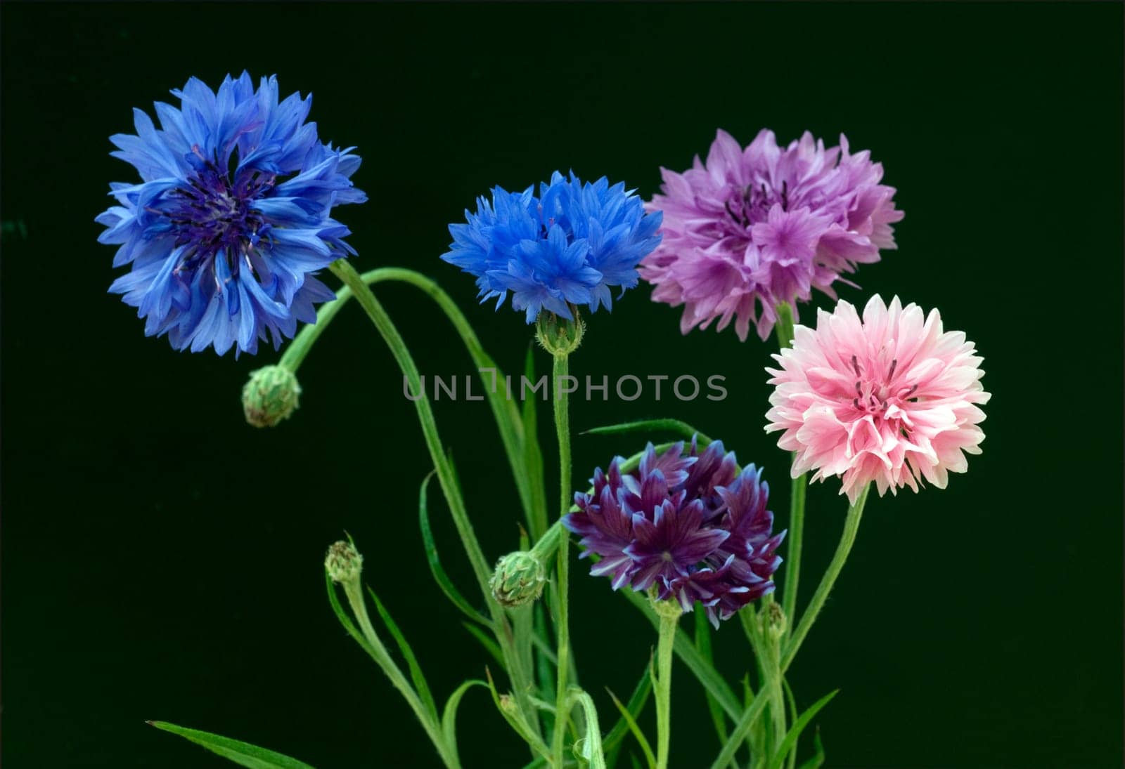 Kornblume  Centaurea  cyanus  Ackerpflanze, Heilpflanze