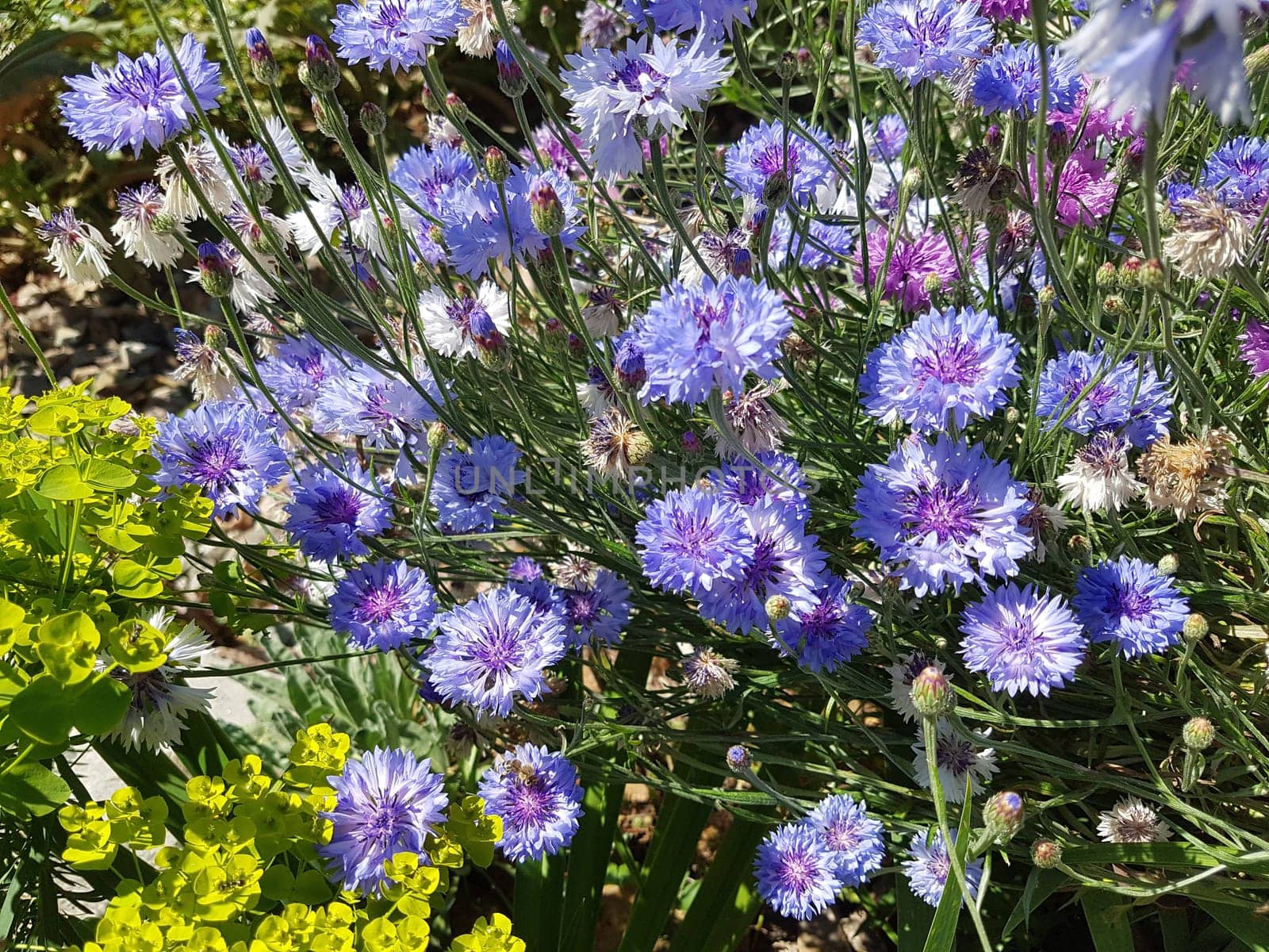 Kornblume  Centaurea  cyanus  Ackerpflanze, Heilpflanze