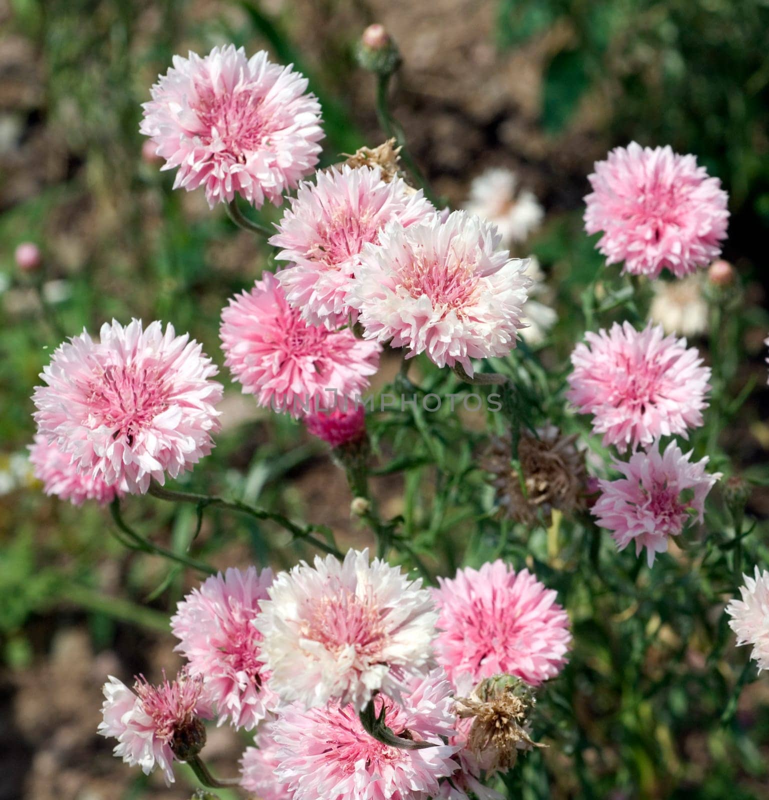 Kornblume  Centaurea cyanus
