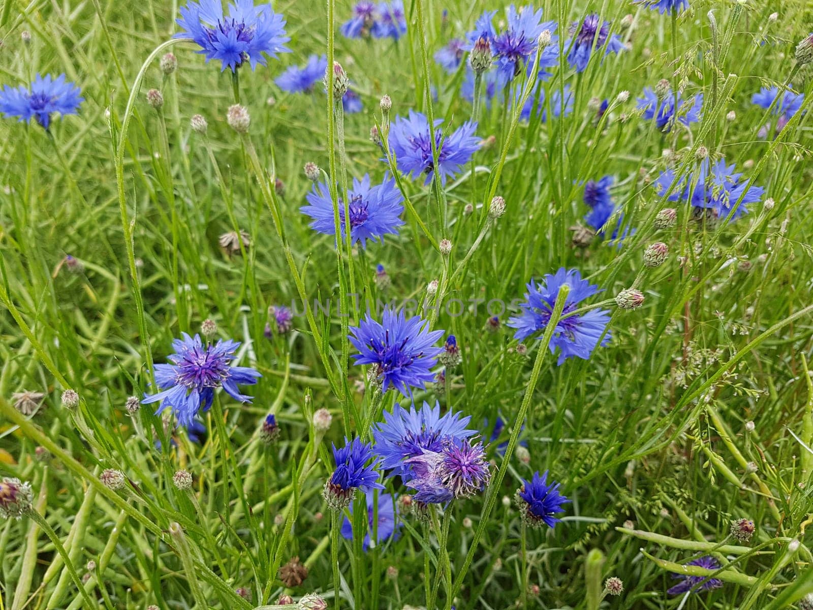 Kornblume  Centaurea  cyanus