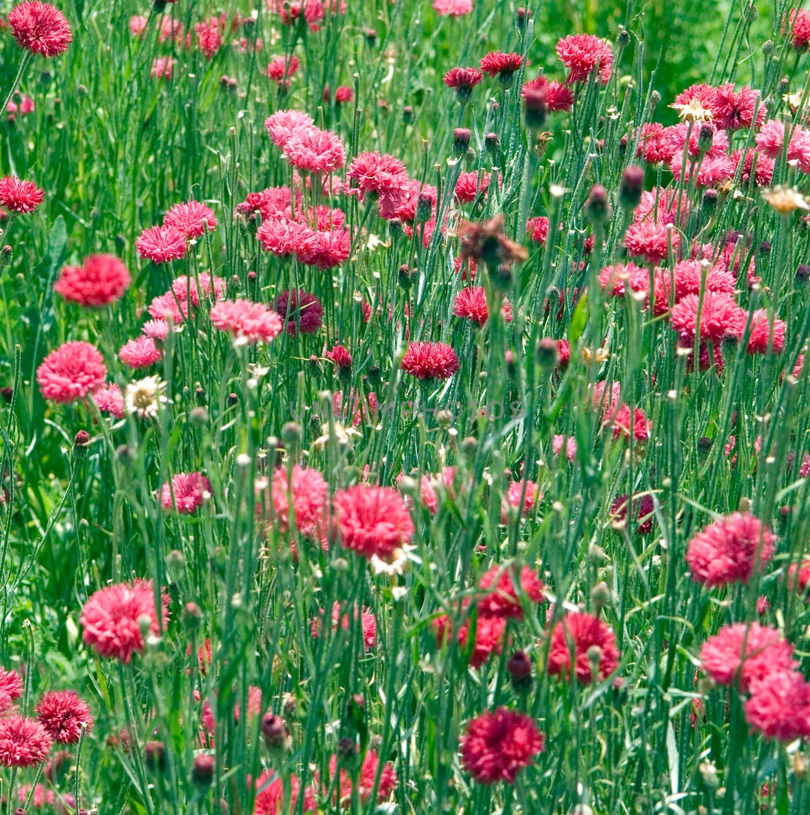 Kornblume  Centaurea cyanus, rote