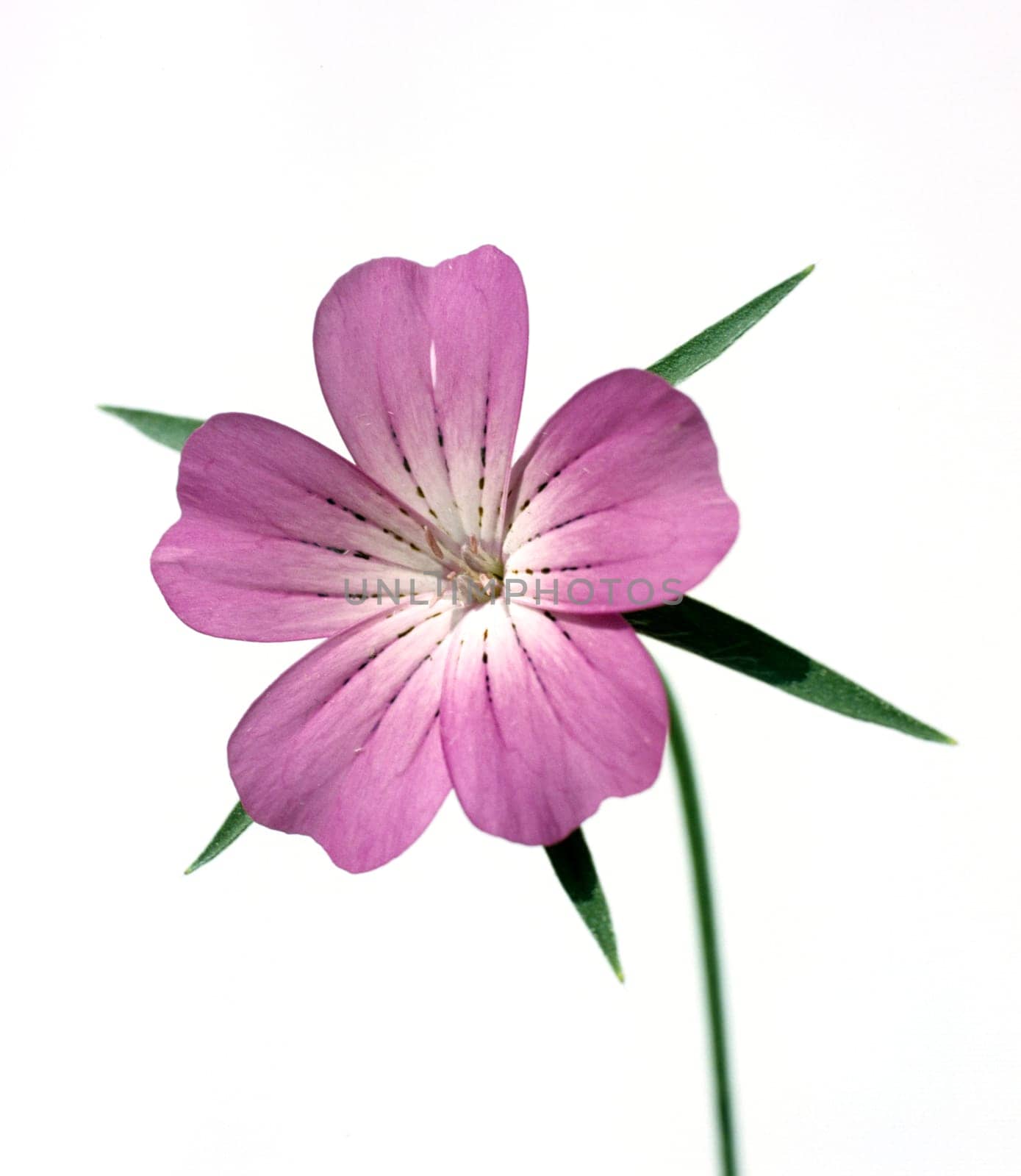 Kornrade  Agrostemma githago