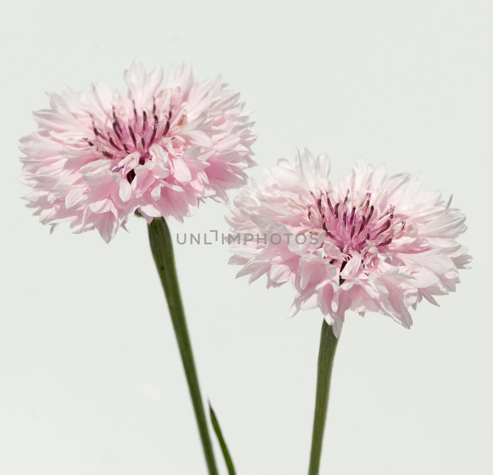 Kornblume  Centaurea  cyanus  Ackerpflanzen